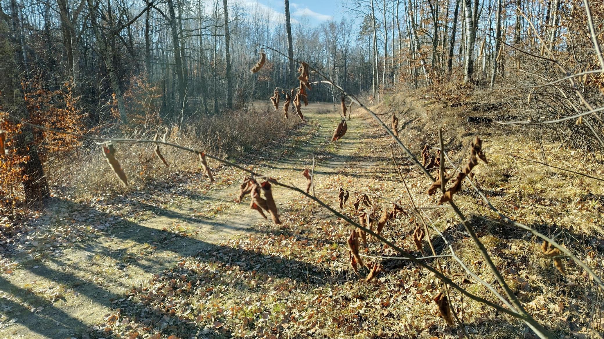 land for sale at 28515 Fools Lake Drive in Park Rapids, MN (photo 7 of 16)