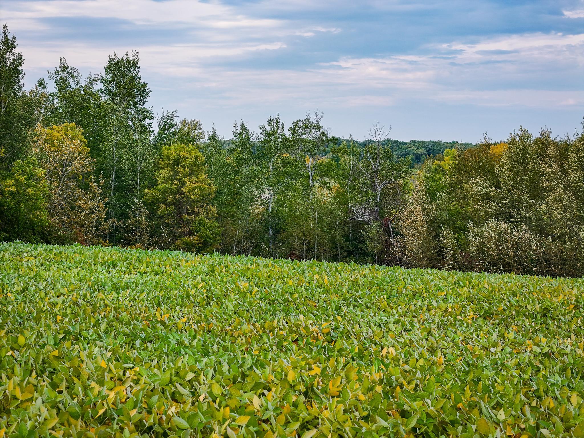 1918 land for sale at 34774 400th ST St SE in Fosston, MN (photo 4 of 52)