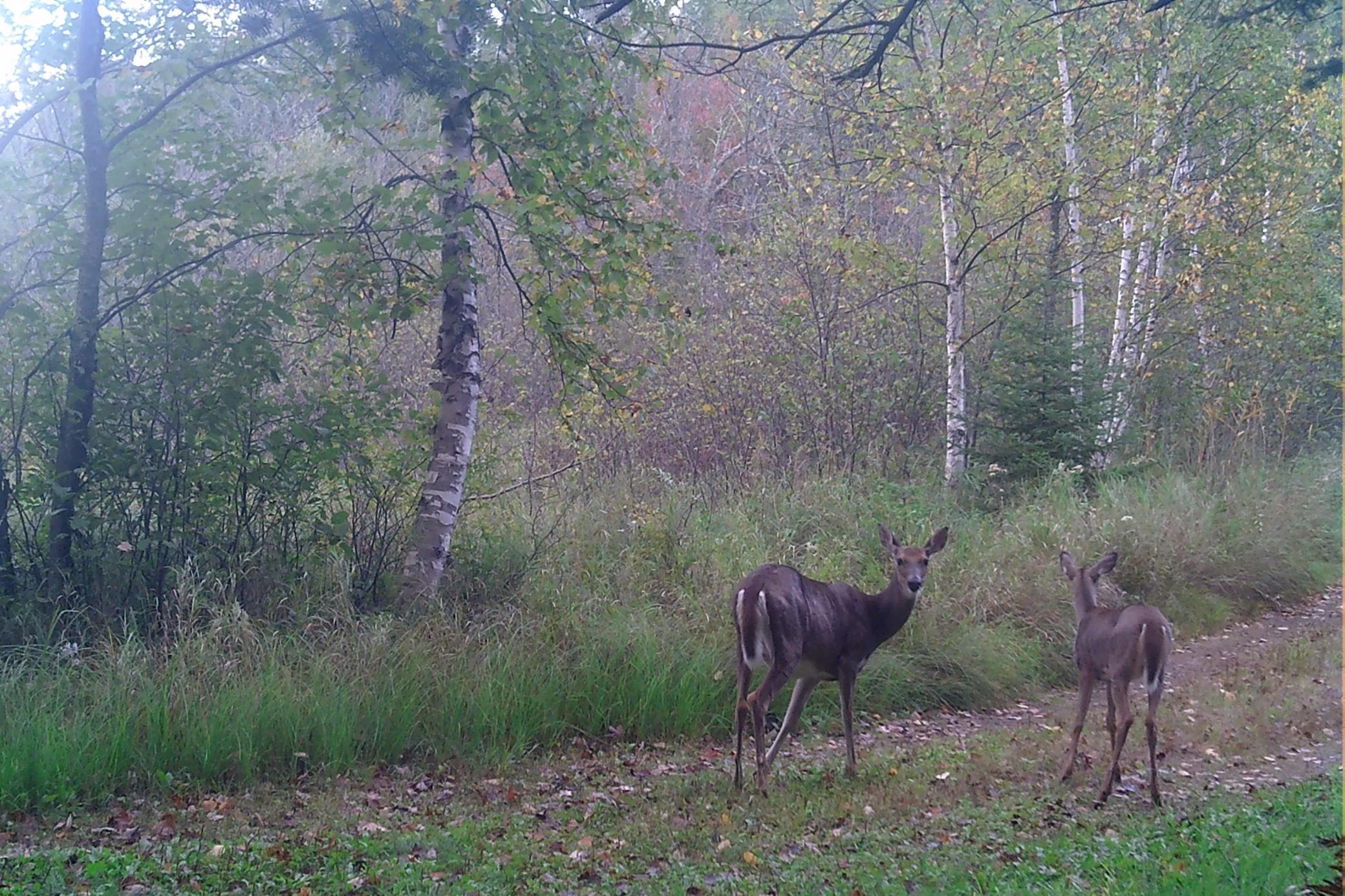 land for sale at 26810 N Hart Lake Road in Pengilly, MN (photo 13 of 69)
