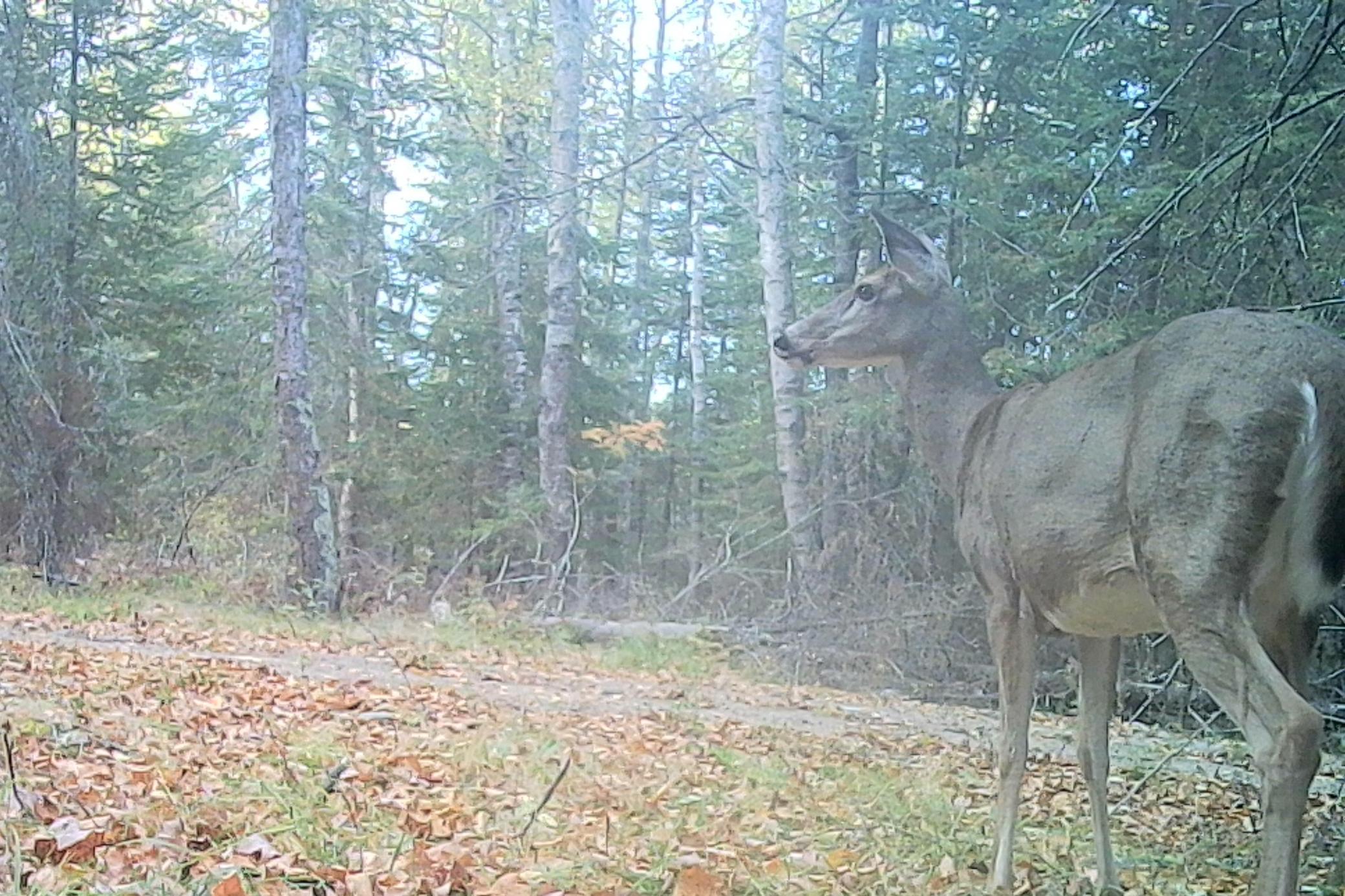 land for sale at 26810 N Hart Lake Road in Pengilly, MN (photo 15 of 69)