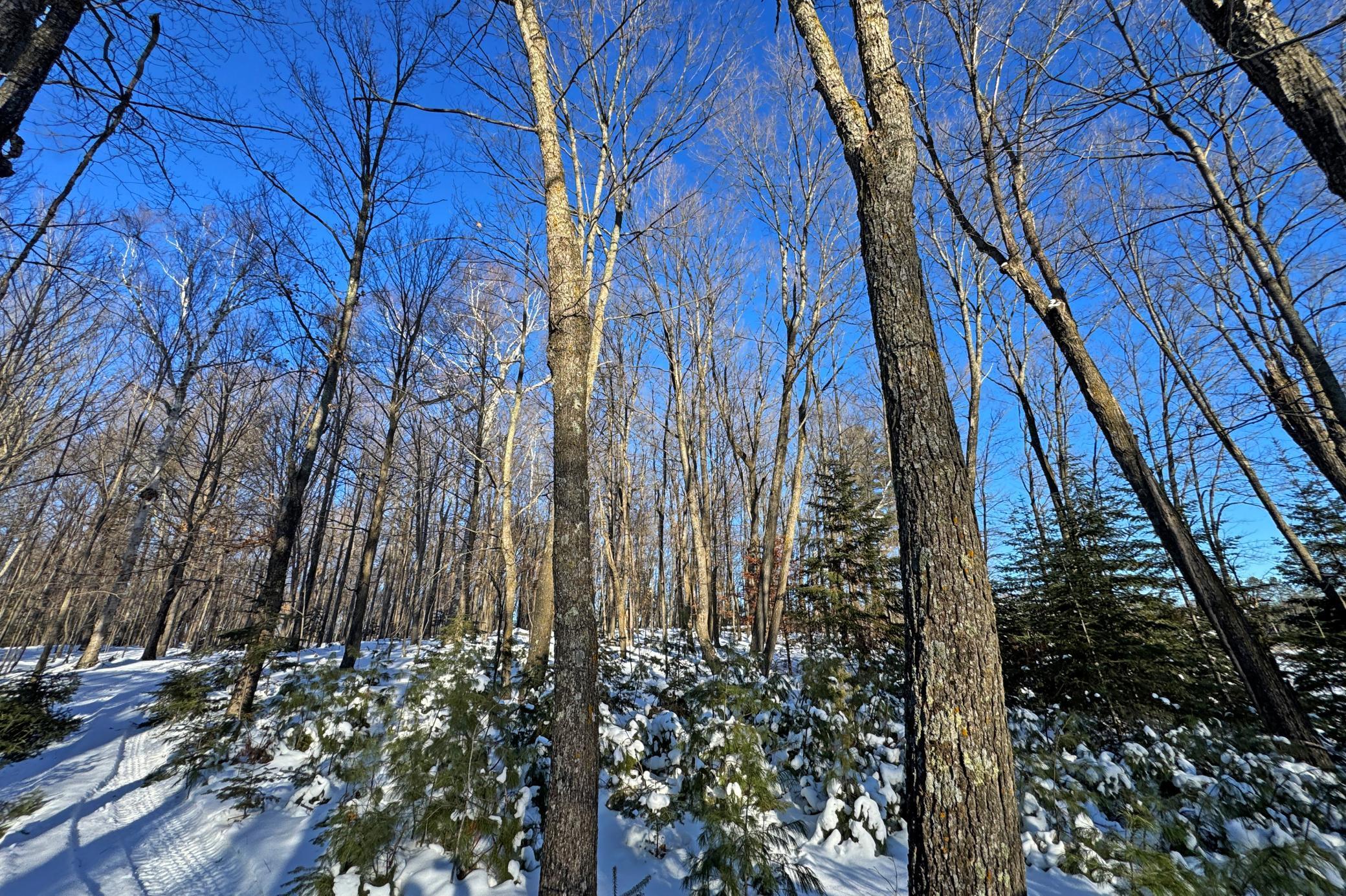 land for sale at 26810 N Hart Lake Road in Pengilly, MN (photo 58 of 69)