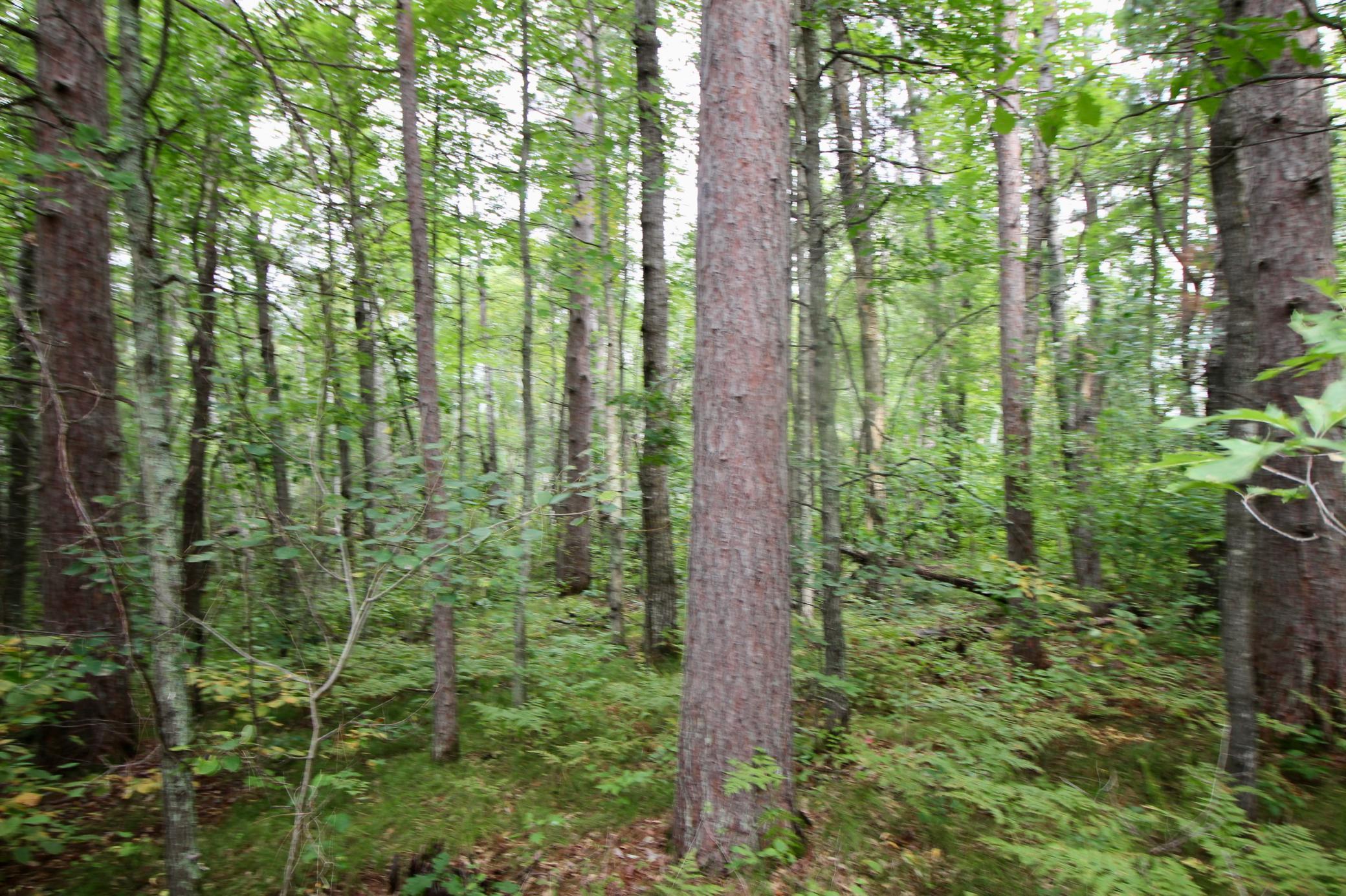 1926 land for sale at TBD Gravdahl Drive in Pequot Lakes, MN (photo 4 of 14)