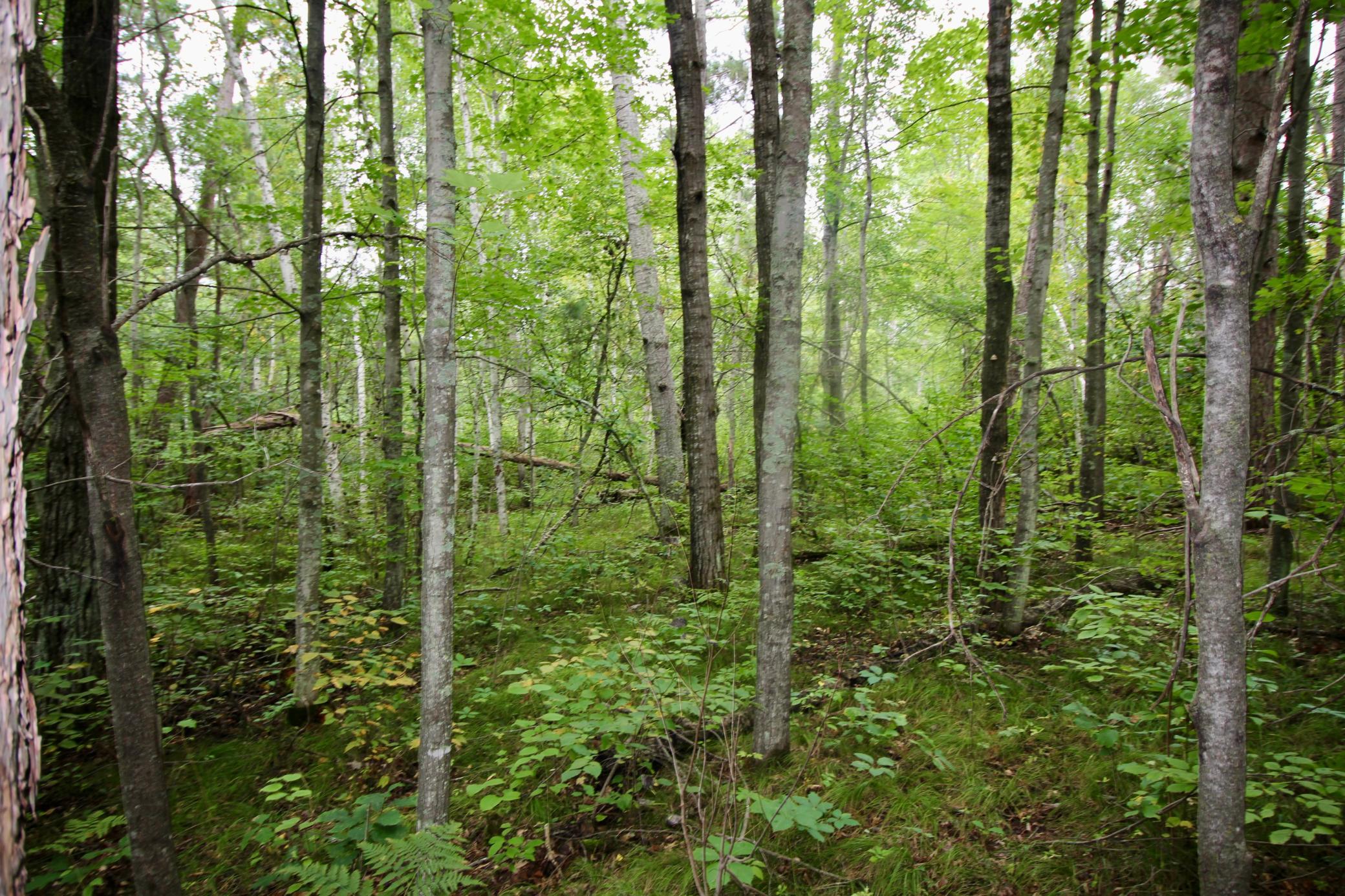 1926 land for sale at TBD Gravdahl Drive in Pequot Lakes, MN (photo 5 of 14)