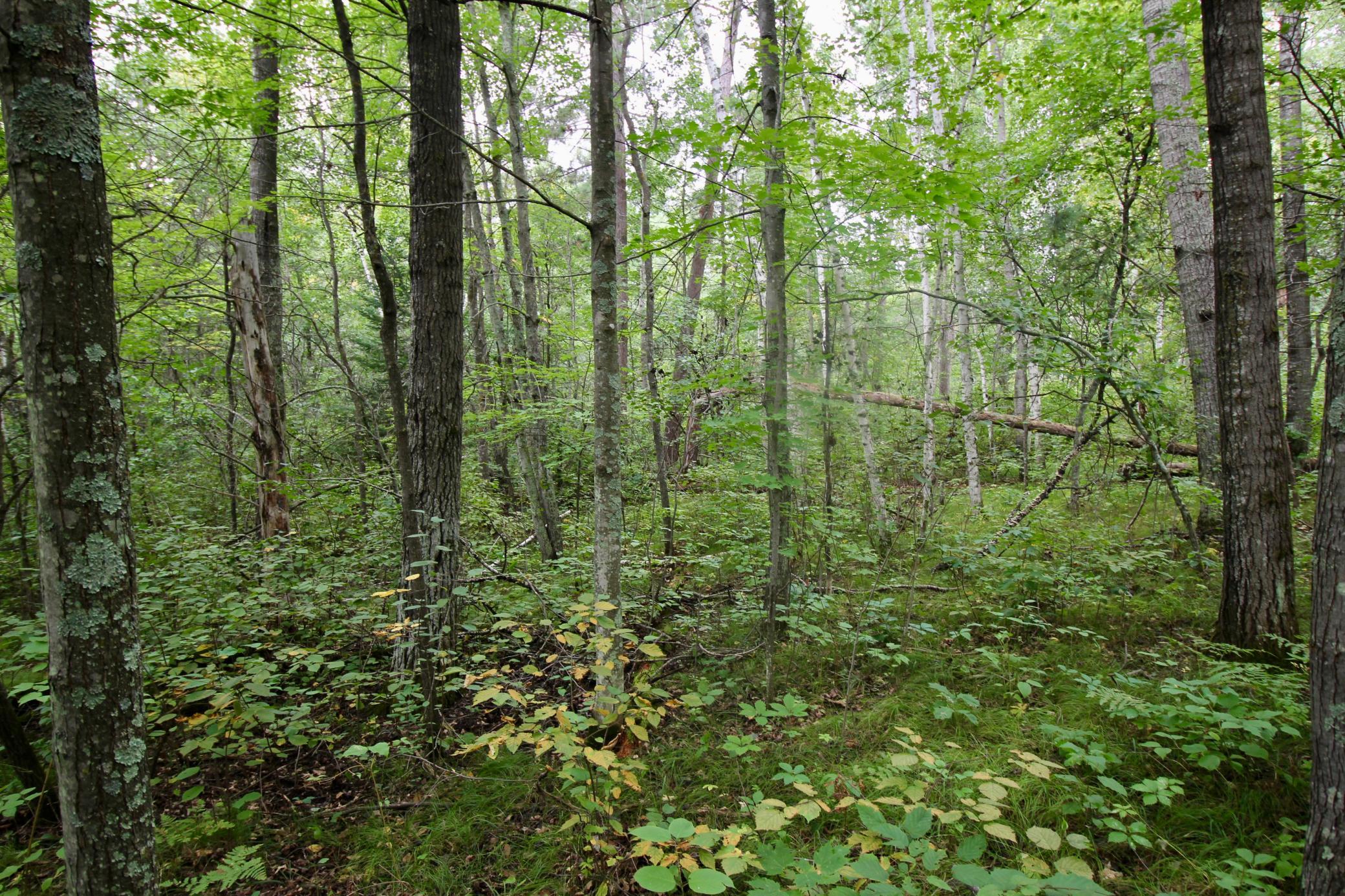 1926 land for sale at TBD Gravdahl Drive in Pequot Lakes, MN (photo 6 of 14)
