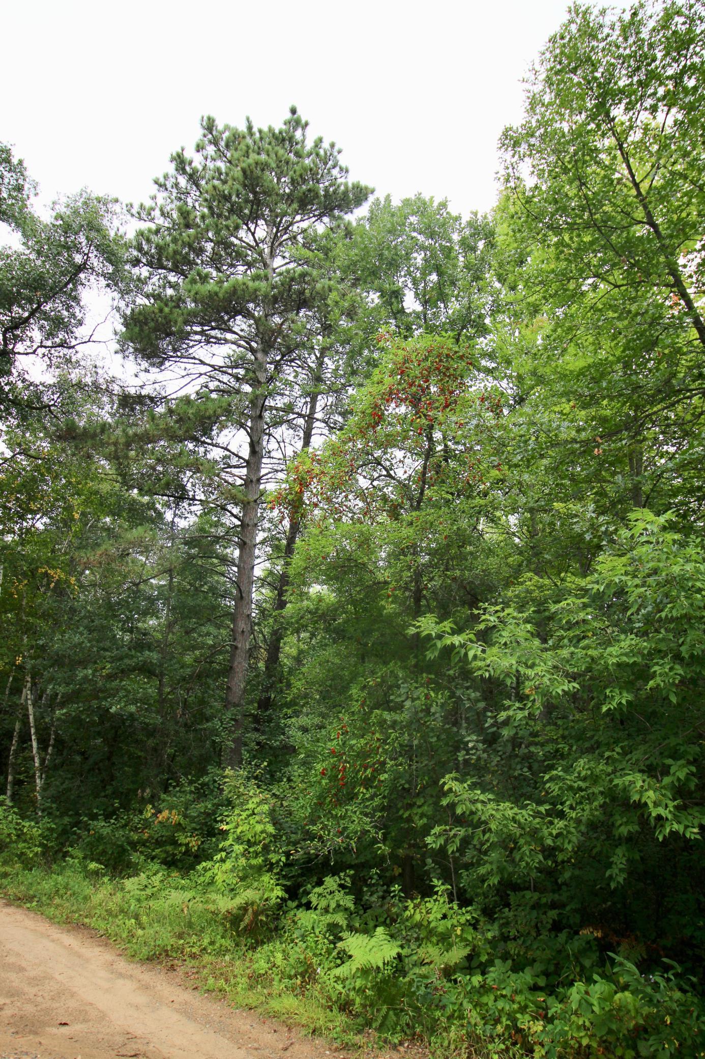 1926 land for sale at TBD Gravdahl Drive in Pequot Lakes, MN (photo 8 of 14)