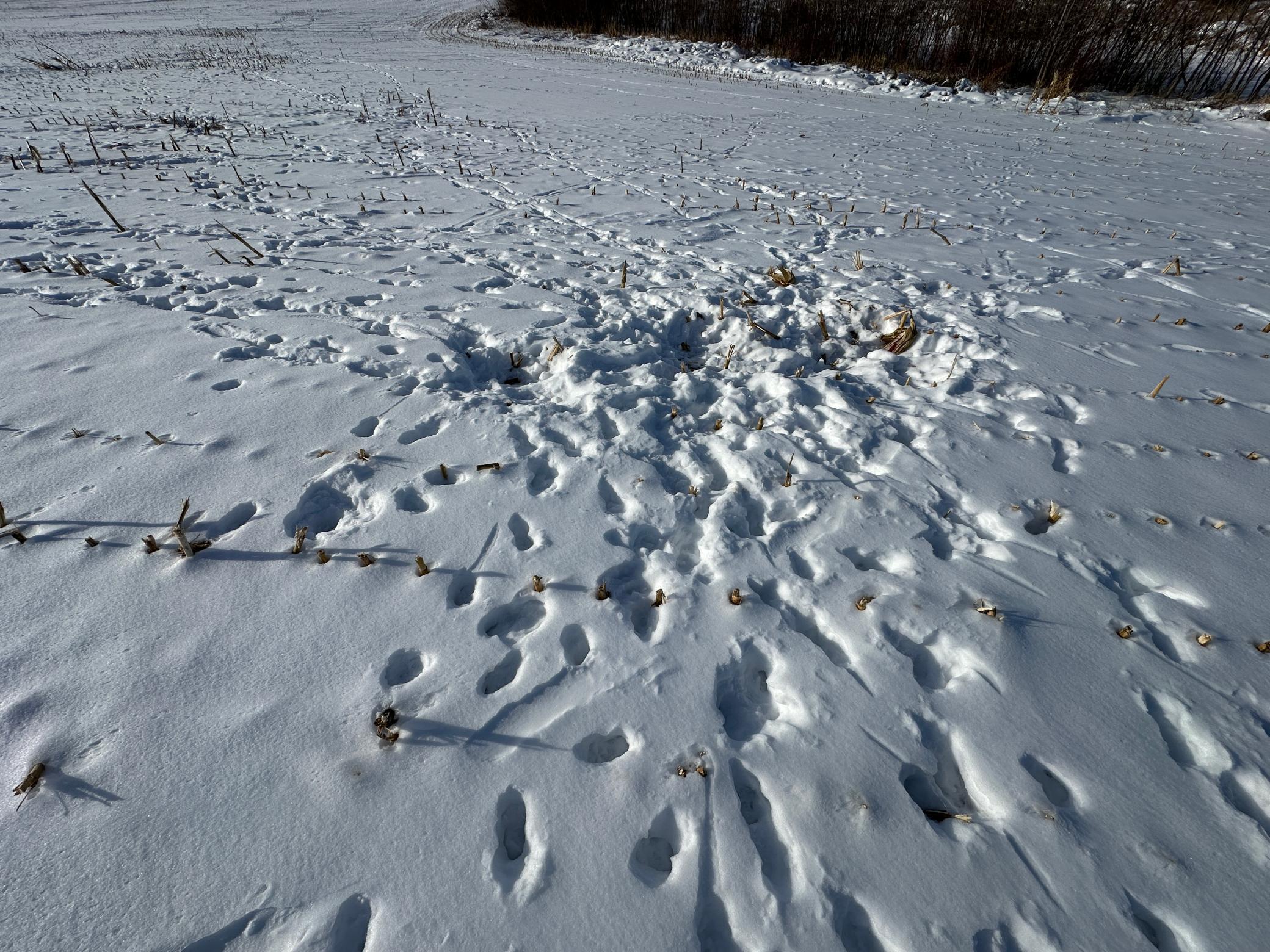 land for sale at TBD Co Hwy 10 in Fergus Falls, MN (photo 7 of 14)
