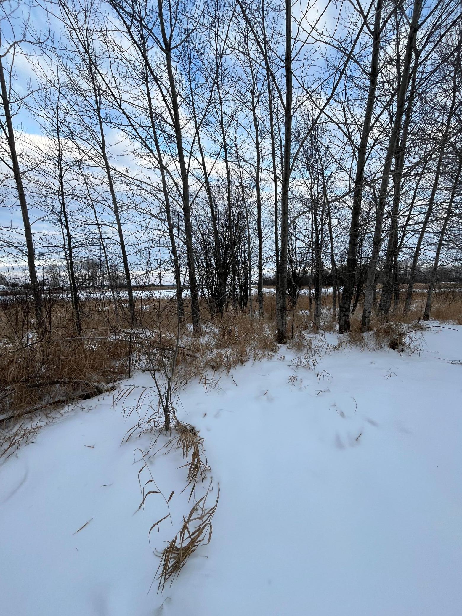 land for sale at TBD Parcel 1 E Pine Drive in Angle Inlet, MN (photo 11 of 21)