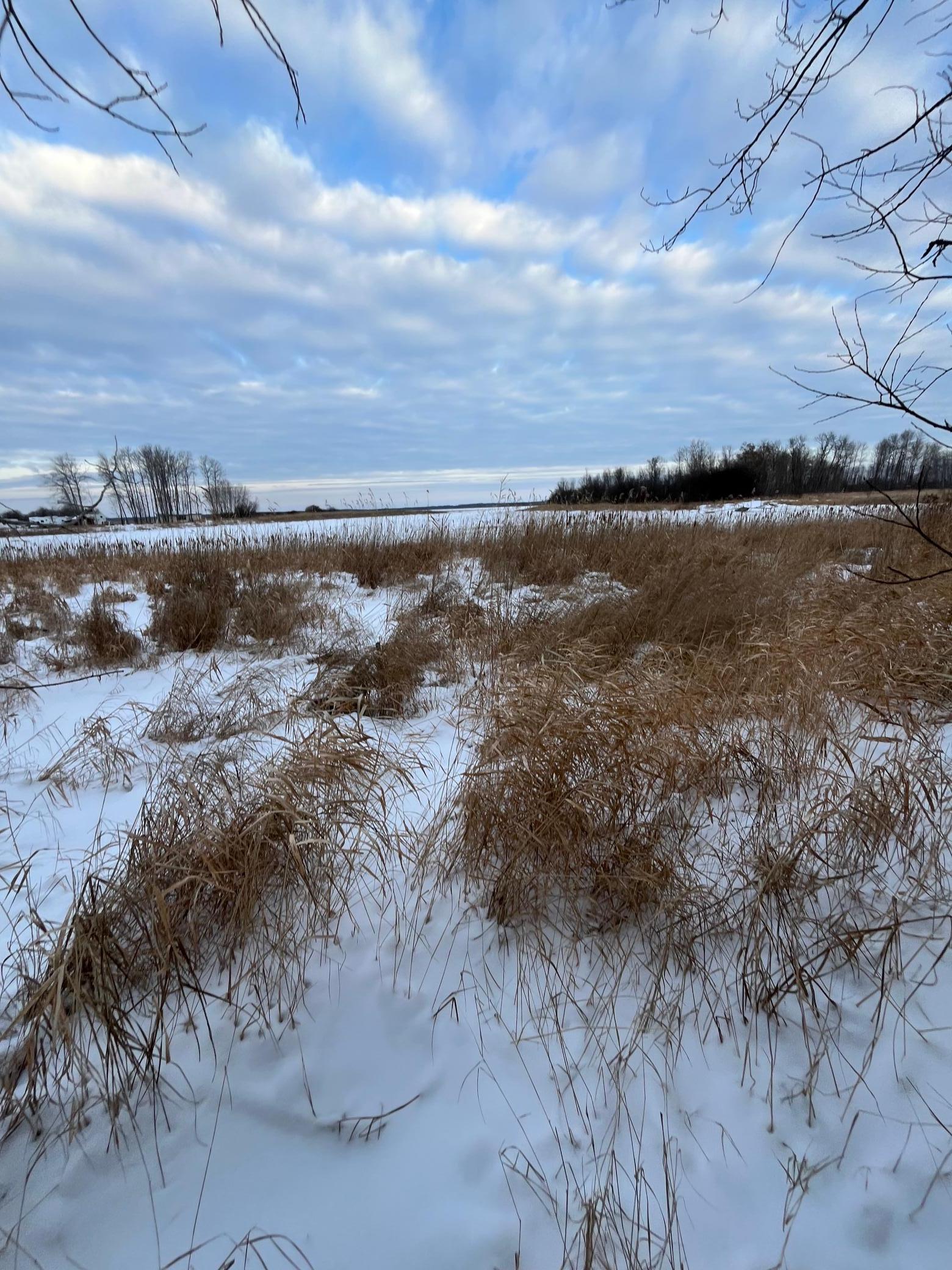 land for sale at TBD Parcel 1 E Pine Drive in Angle Inlet, MN (photo 12 of 21)