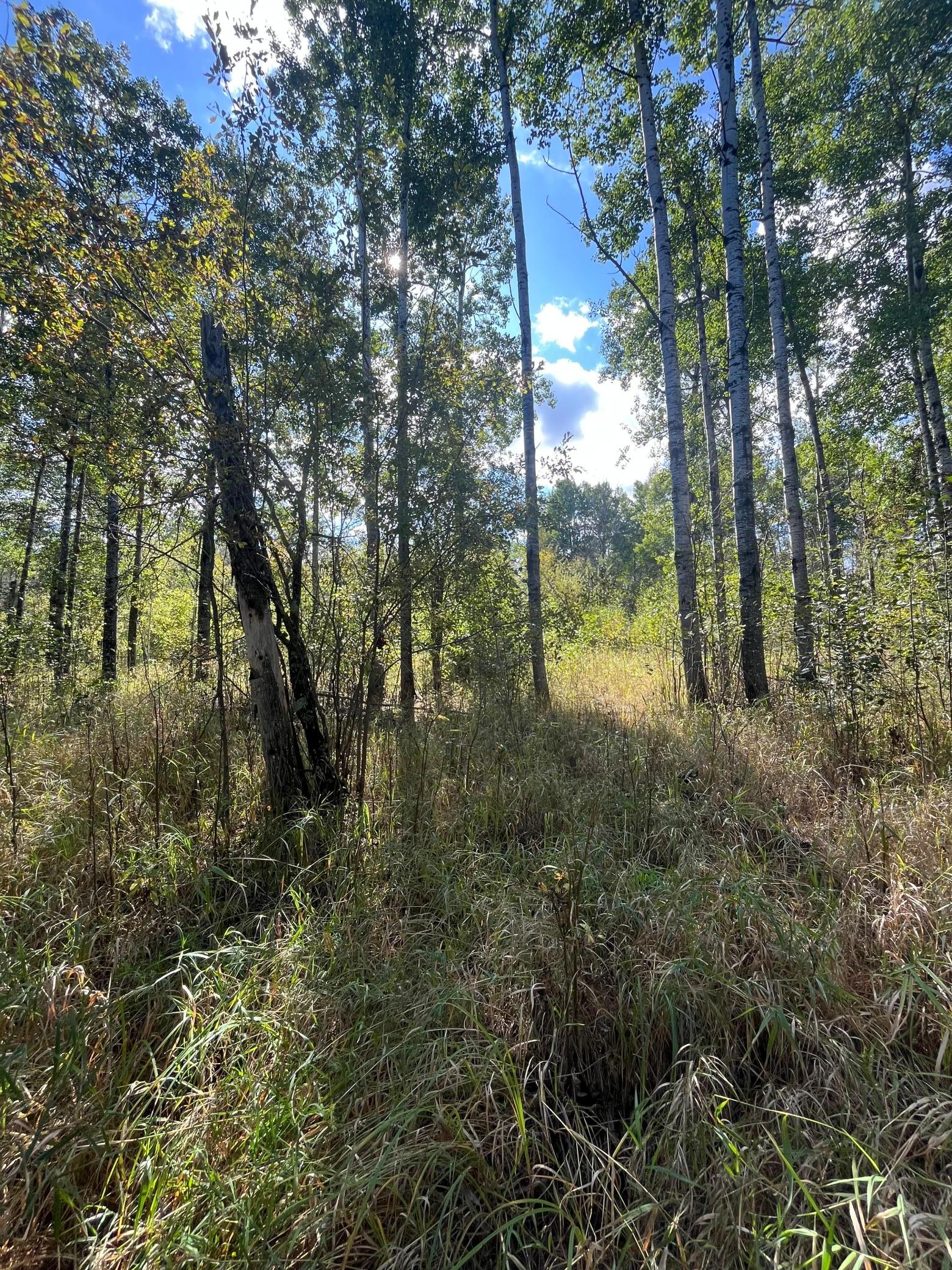 land for sale at TBD Parcel 1 E Pine Drive in Angle Inlet, MN (photo 19 of 21)
