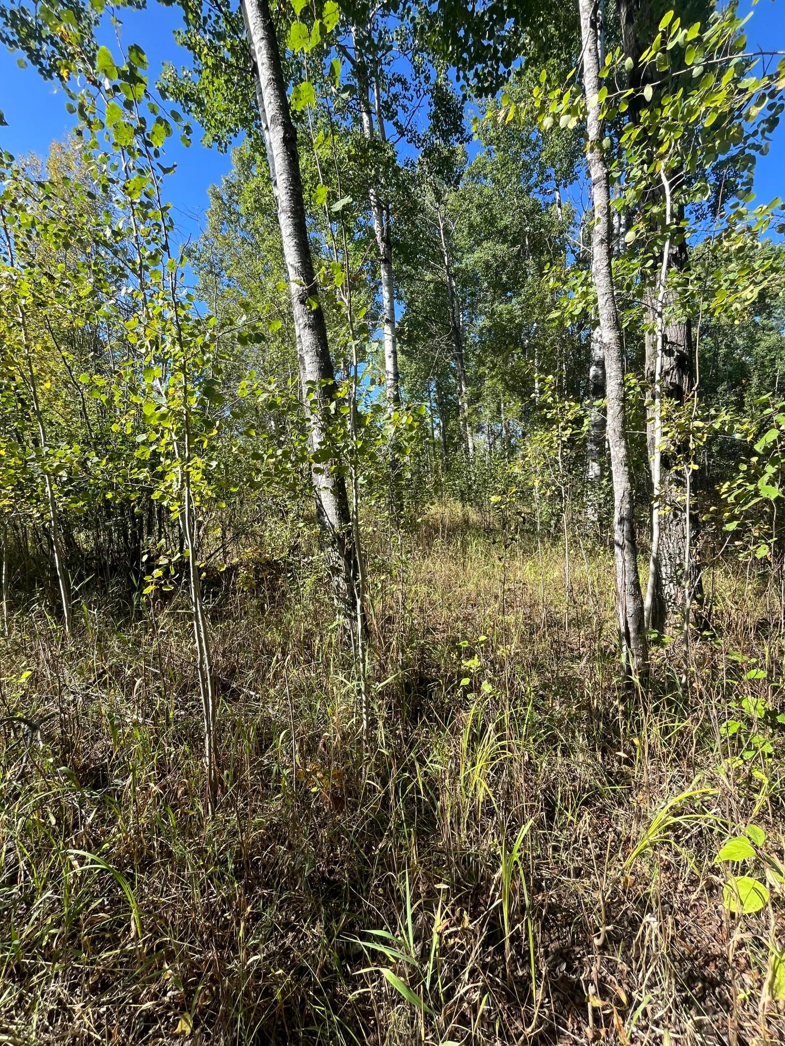 land for sale at TBD Parcel 1 E Pine Drive in Angle Inlet, MN (photo 20 of 21)