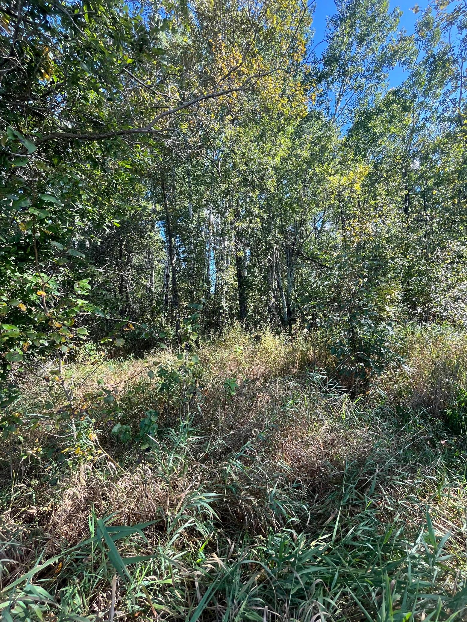 land for sale at TBD Parcel 1 E Pine Drive in Angle Inlet, MN (photo 21 of 21)