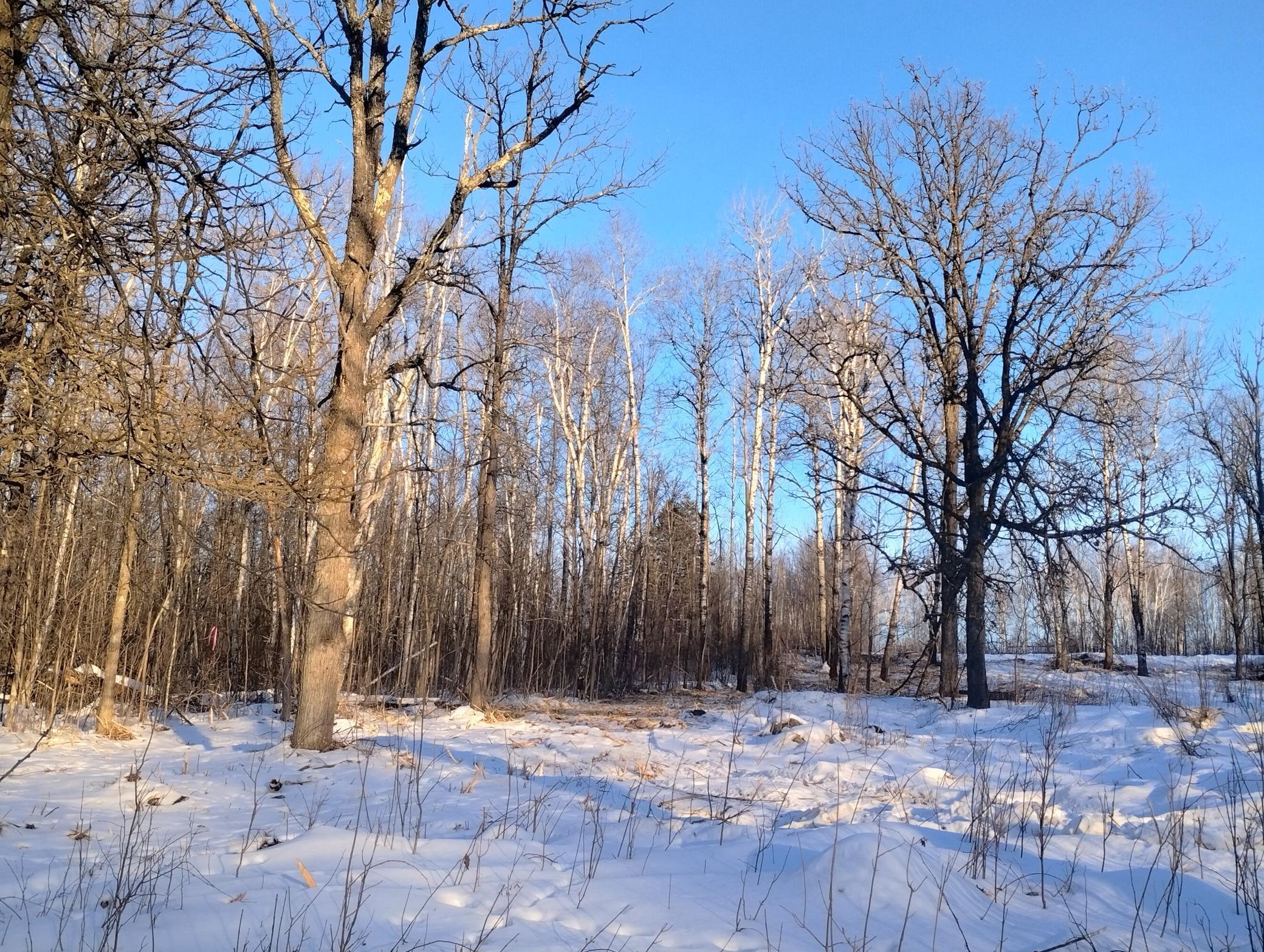 land for sale at 13649 188th Place in Mc Grath, MN (photo 11 of 24)
