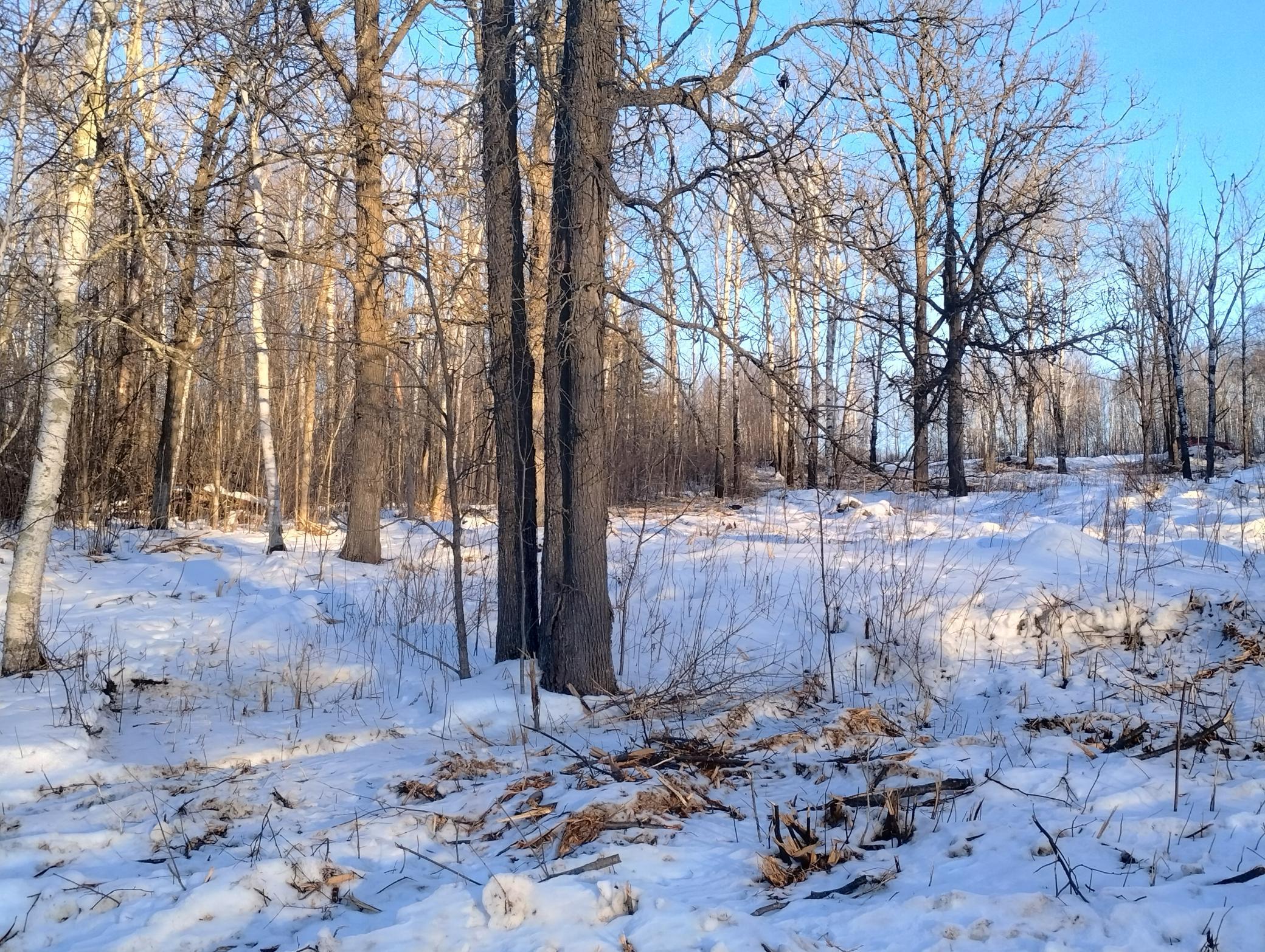 land for sale at 13649 188th Place in Mc Grath, MN (photo 13 of 24)