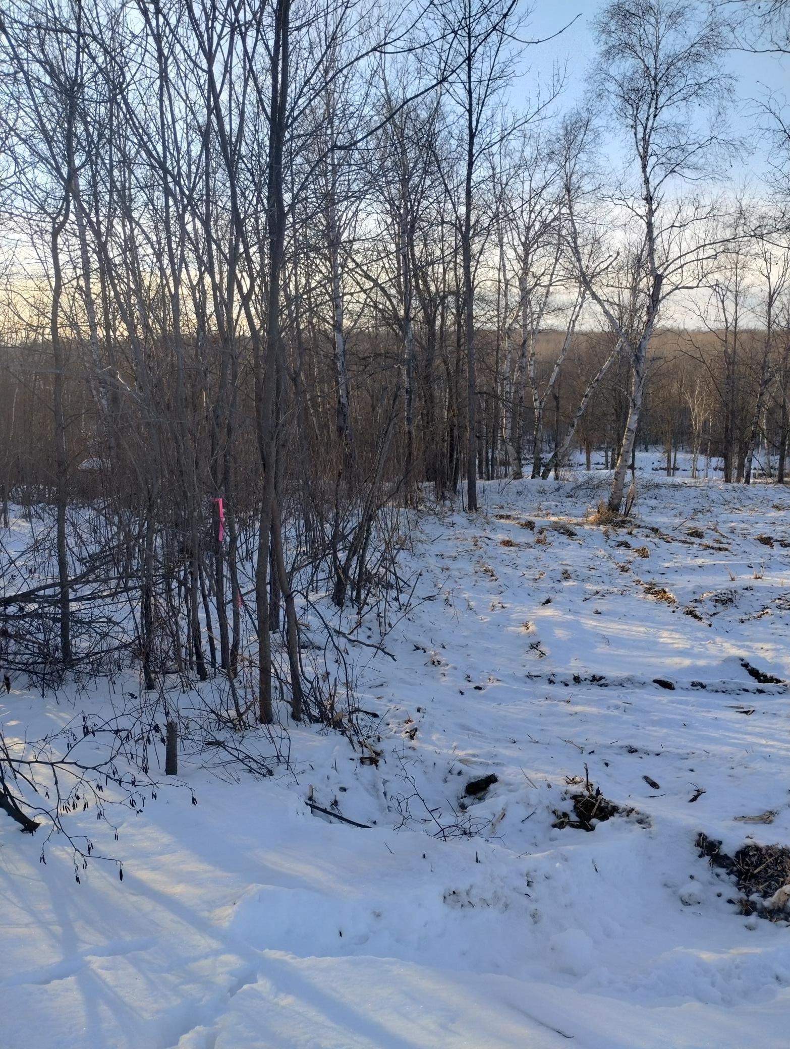 land for sale at 13649 188th Place in Mc Grath, MN (photo 22 of 24)