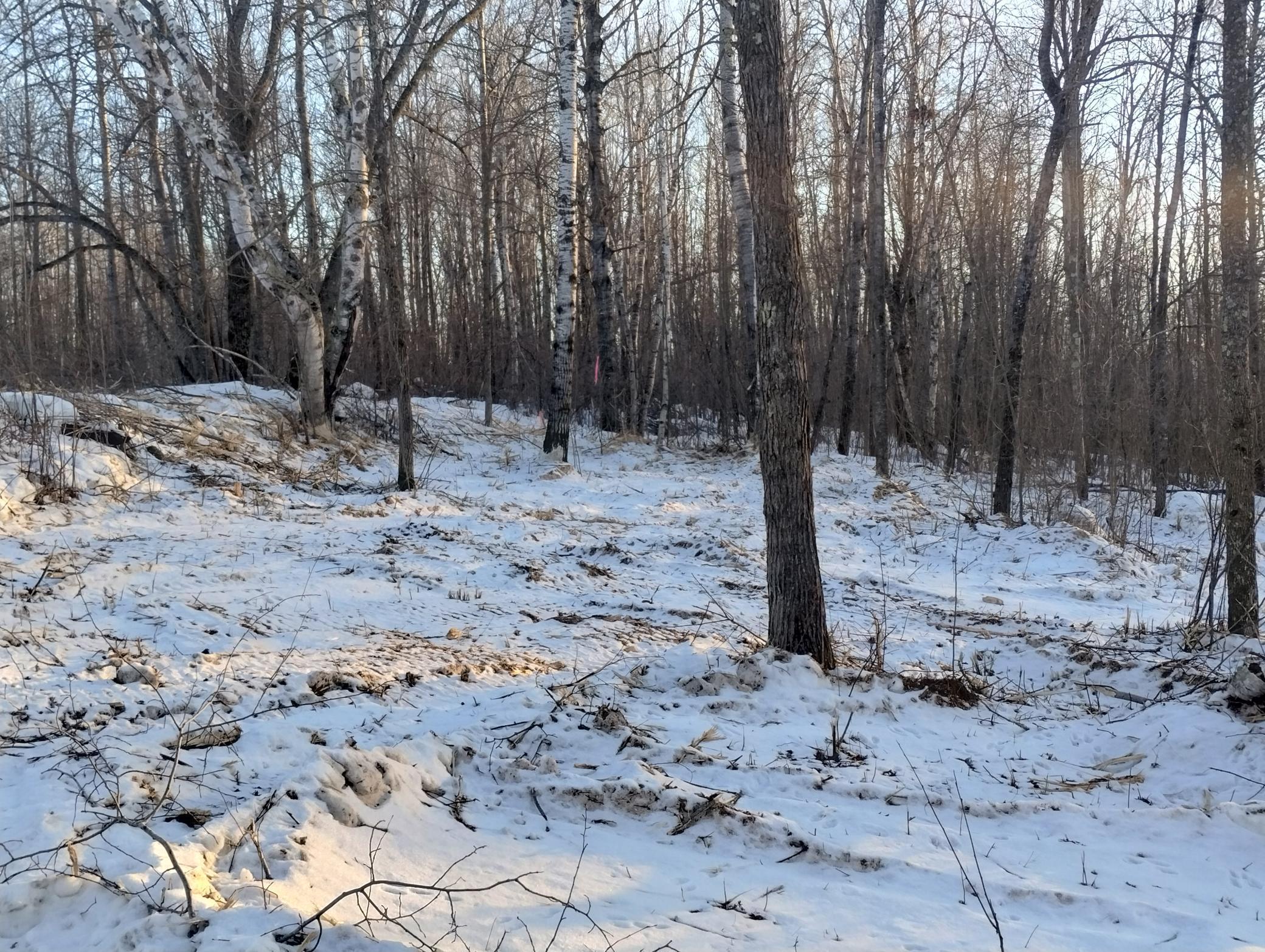 land for sale at 13649 188th Place in Mc Grath, MN (photo 6 of 24)