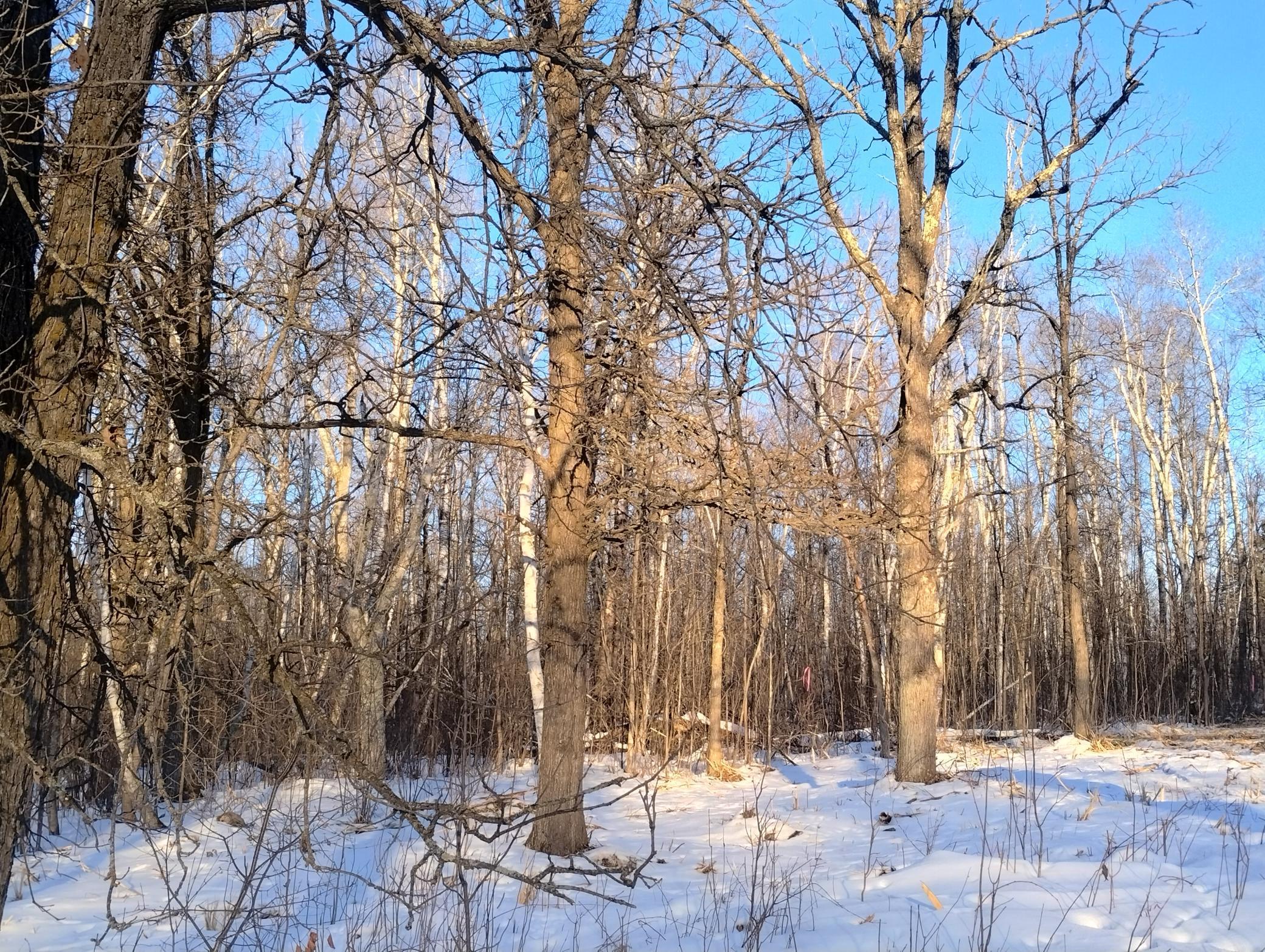 land for sale at 13649 188th Place in Mc Grath, MN (photo 8 of 24)