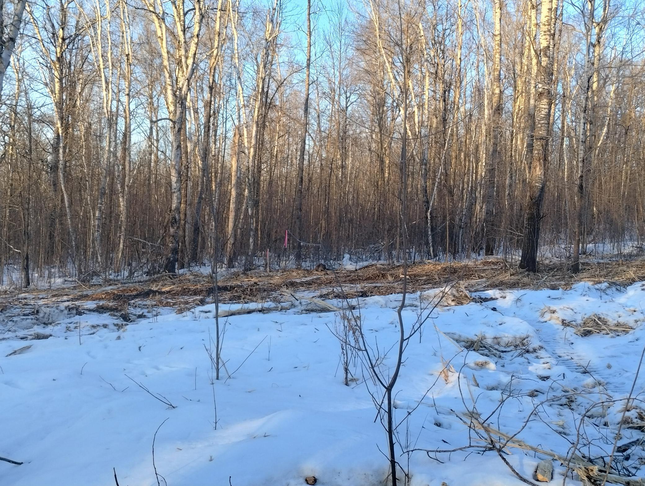 land for sale at 13649 188th Place in Mc Grath, MN (photo 9 of 24)
