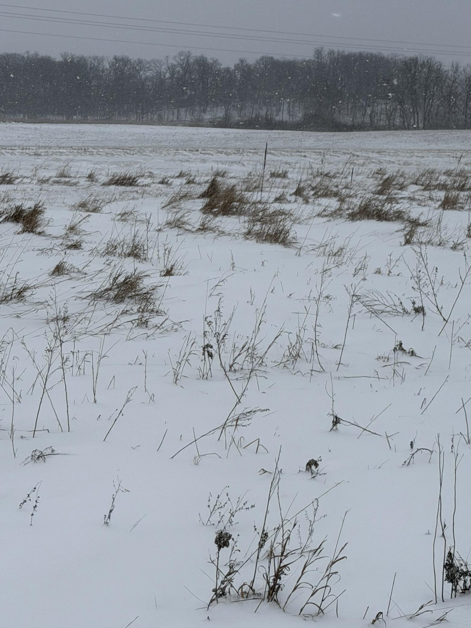 land for sale at TBD 395th in Dent, MN (photo 5 of 7)