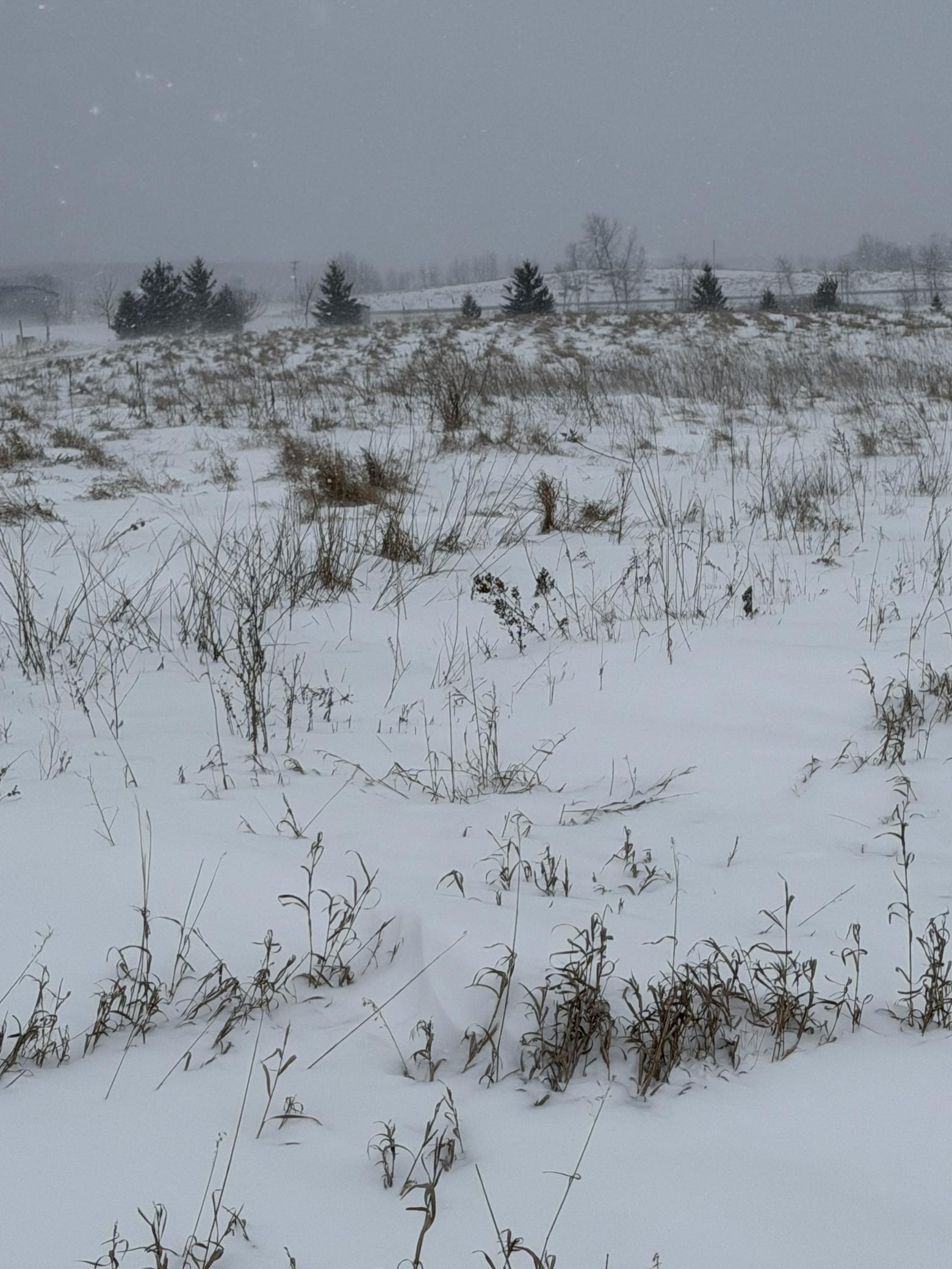 land for sale at TBD 395th in Dent, MN (photo 6 of 7)