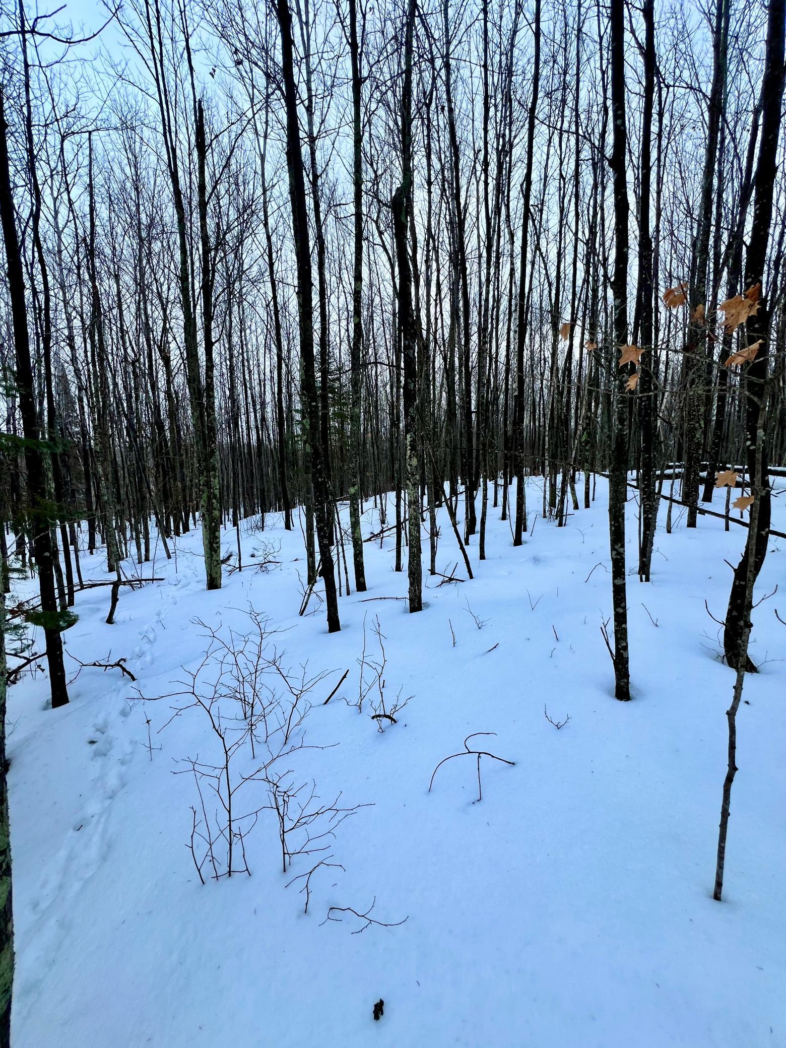 land for sale at TBD Baich Dr in Coleraine, MN (photo 14 of 16)