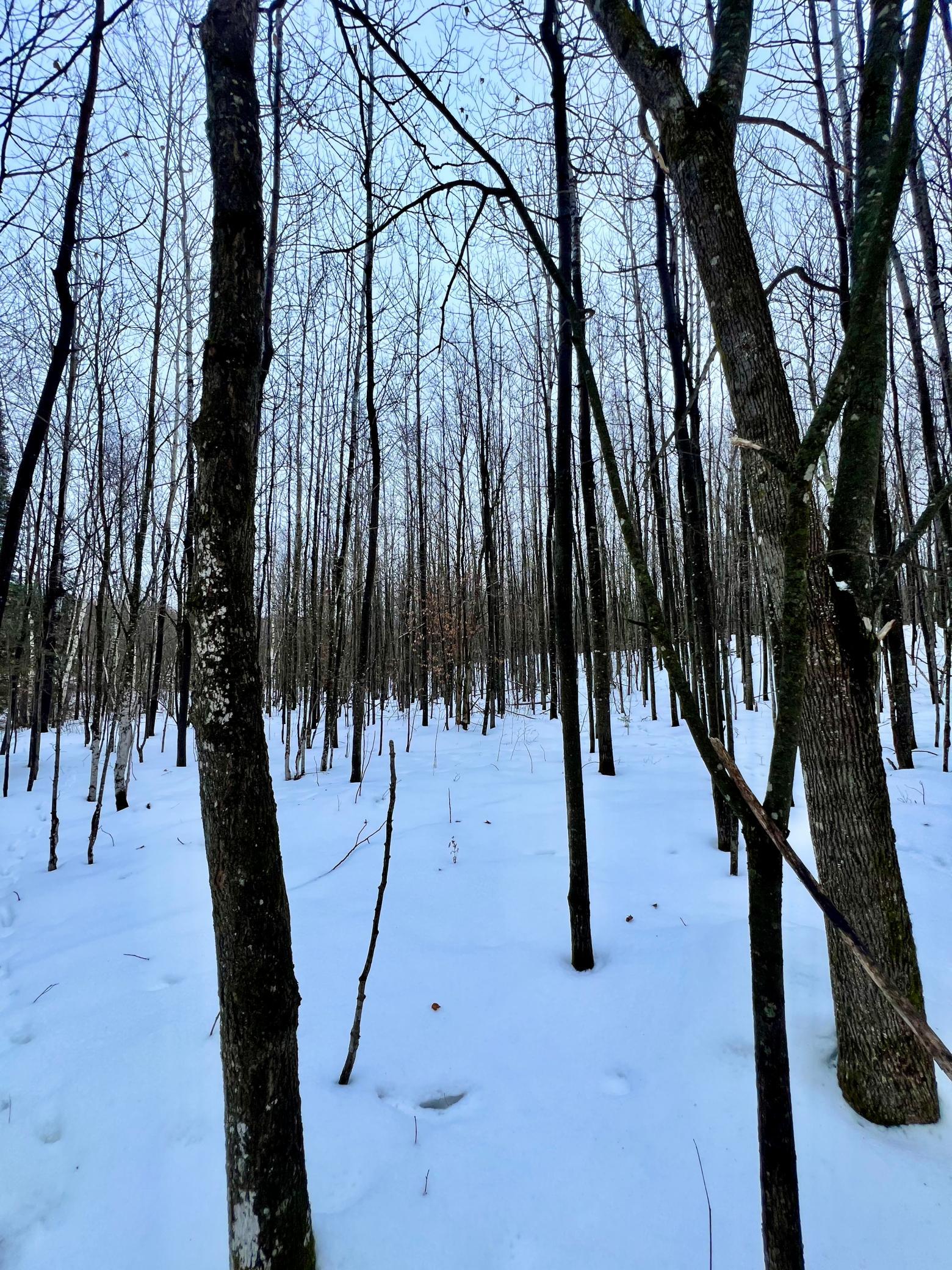 land for sale at TBD Baich Dr in Coleraine, MN (photo 15 of 16)