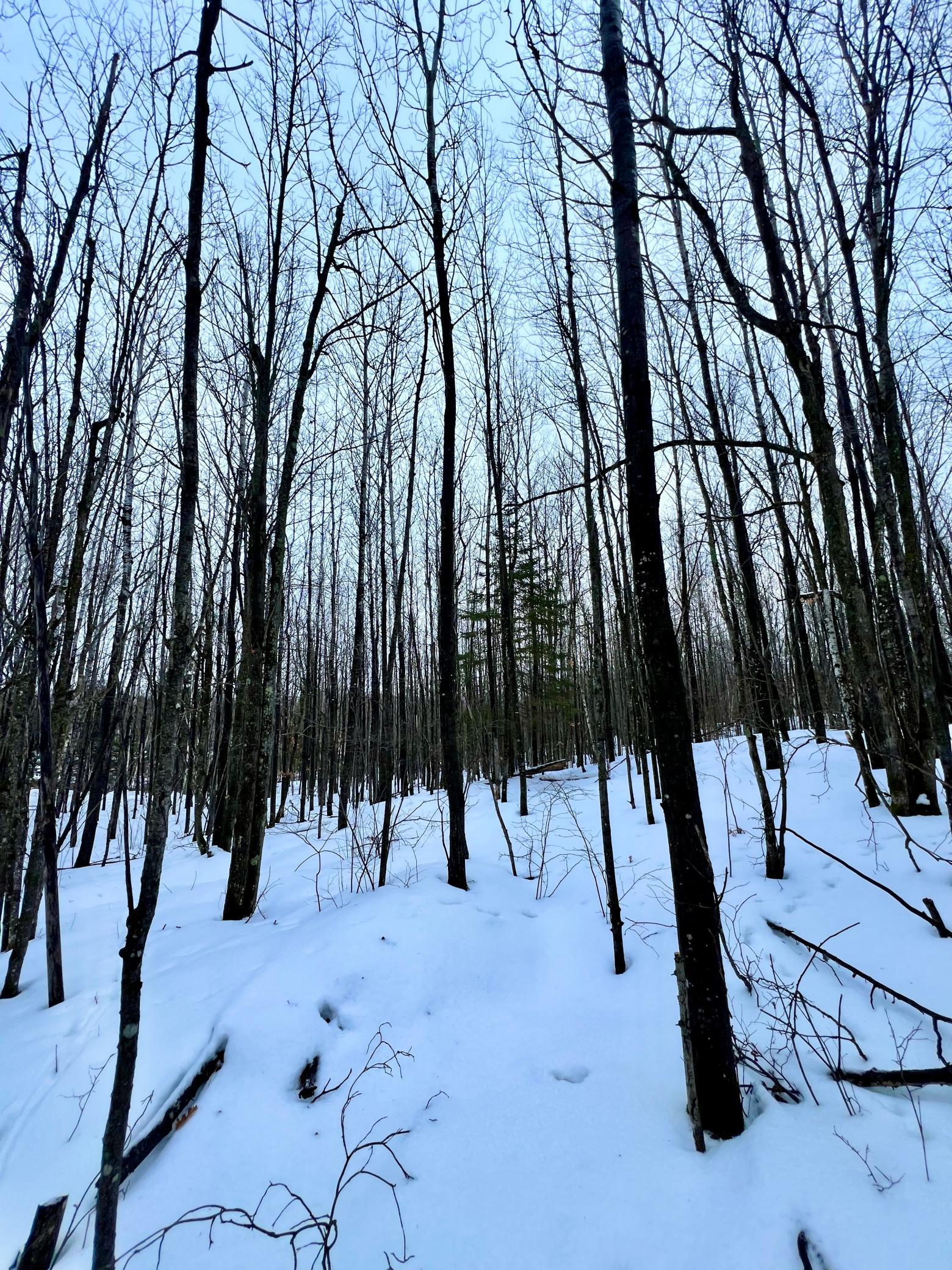 land for sale at TBD Baich Dr in Coleraine, MN (photo 16 of 16)