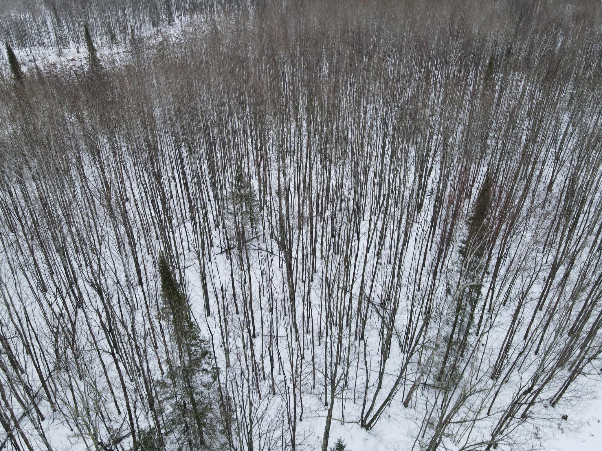 land for sale at TBD Baich Dr in Coleraine, MN (photo 4 of 16)