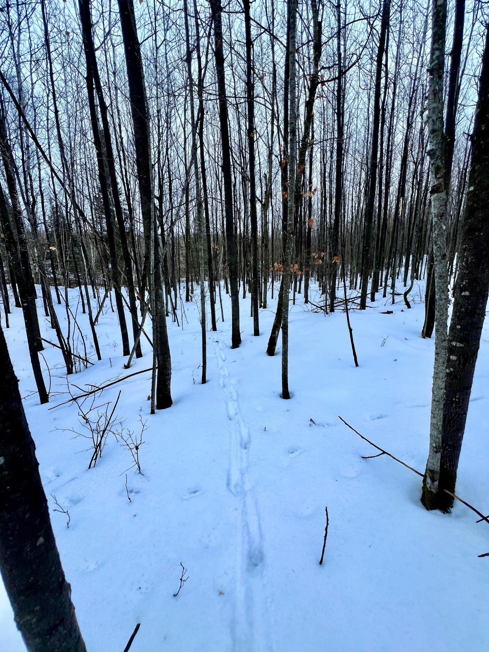 land for sale at TBD Baich Dr in Coleraine, MN (photo 6 of 16)