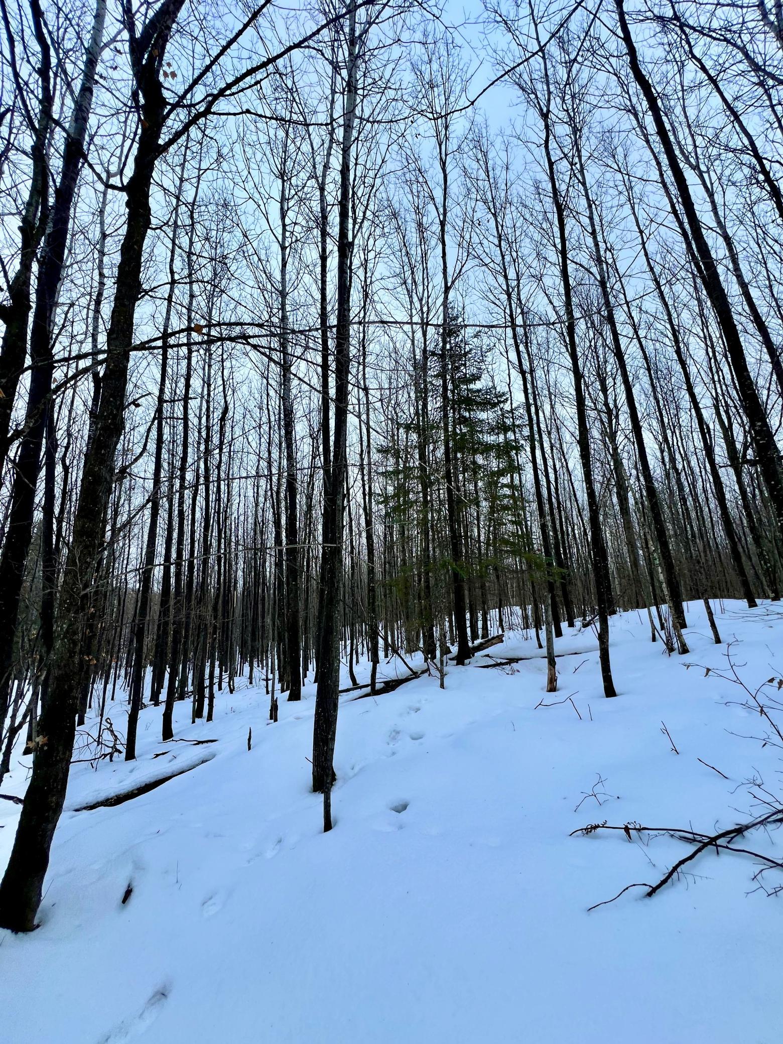 land for sale at TBD Baich Dr in Coleraine, MN (photo 10 of 16)