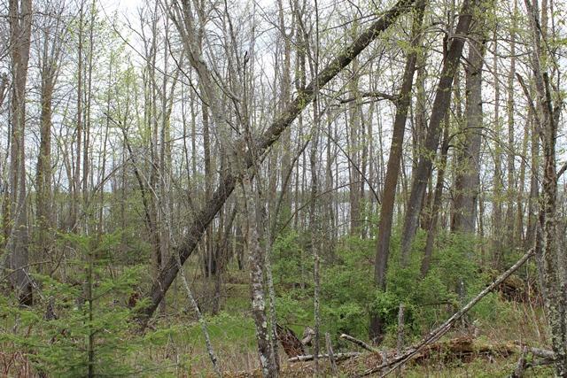 TBD COUNTY RD 19, Deer River MN 56636 - Photo 20 of 21