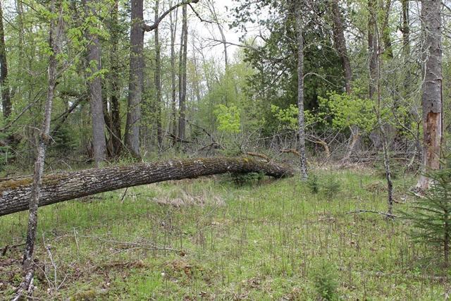 TBD COUNTY RD 19, Deer River MN 56636 - Photo 21 of 21