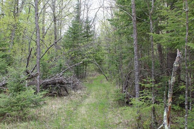TBD COUNTY RD 19, Deer River MN 56636 - Photo 6 of 21