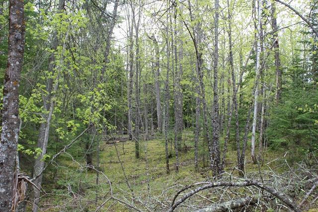 TBD COUNTY RD 19, Deer River MN 56636 - Photo 7 of 21