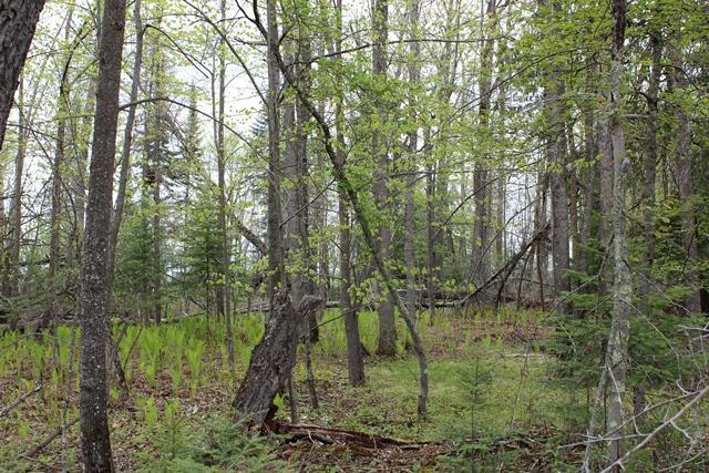 TBD COUNTY RD 19, Deer River MN 56636 - Photo 10 of 21