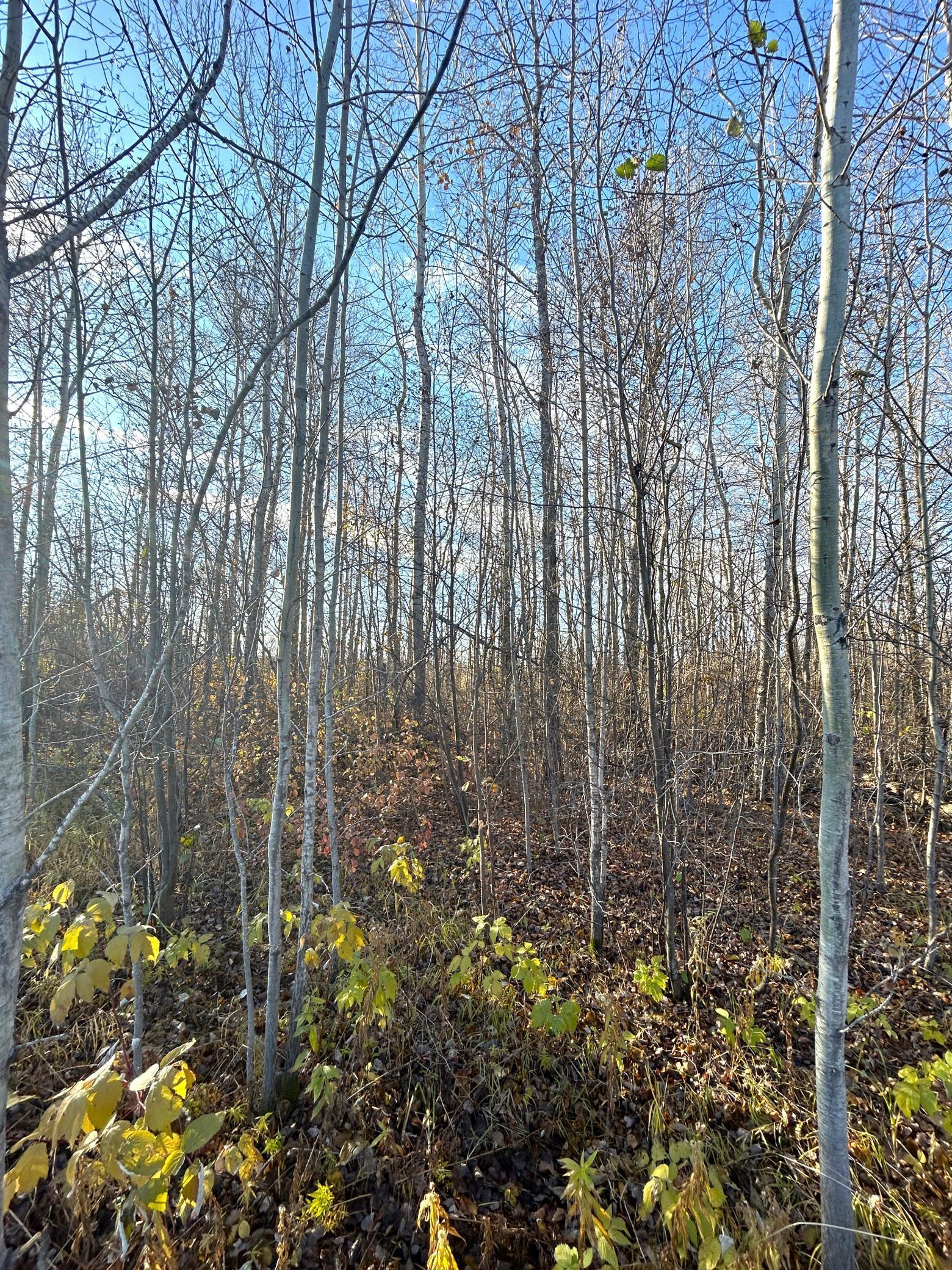 land for sale at 36615 County Road 13 in Warroad, MN (photo 7 of 14)