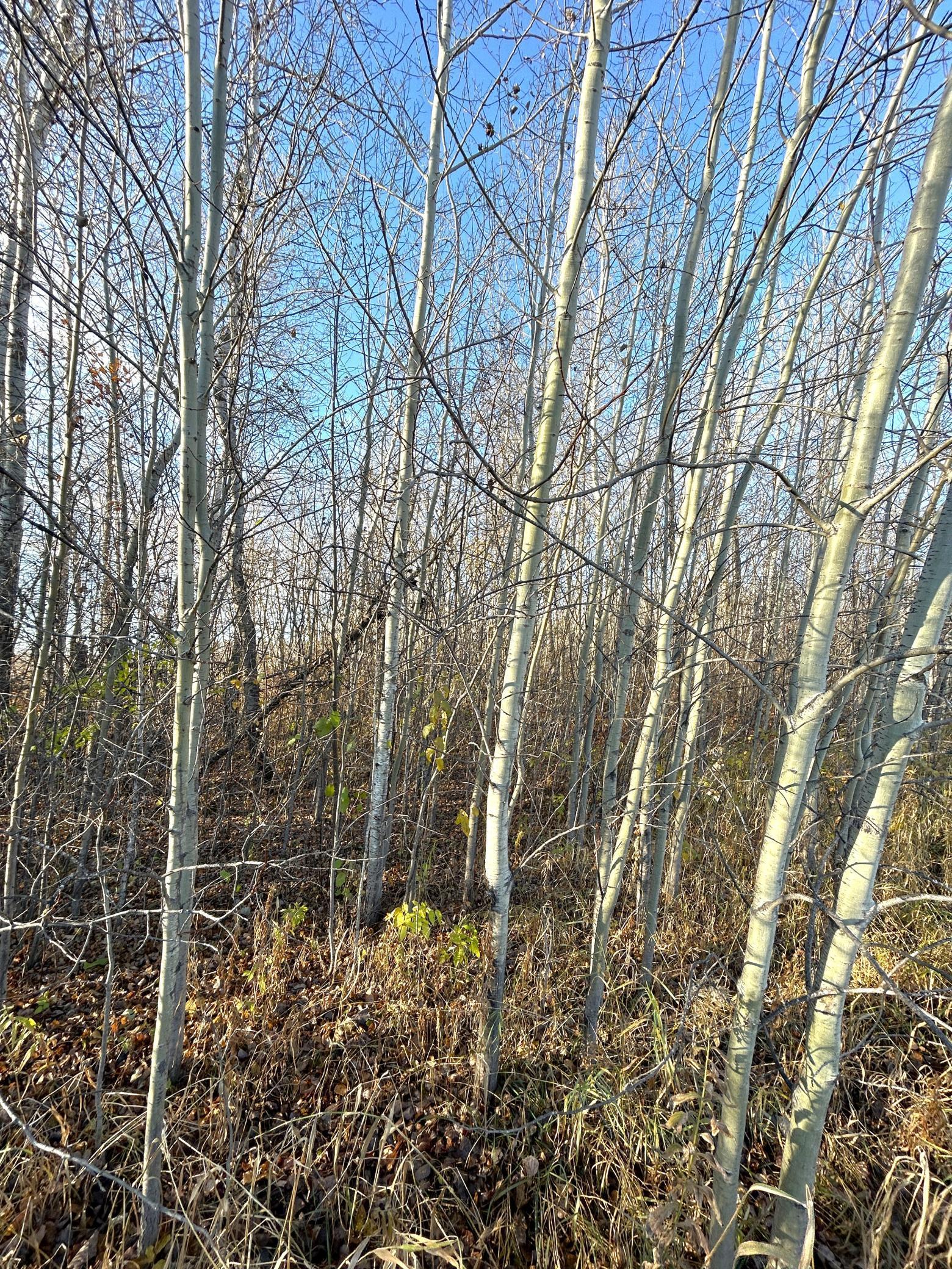 land for sale at 36615 County Road 13 in Warroad, MN (photo 8 of 14)