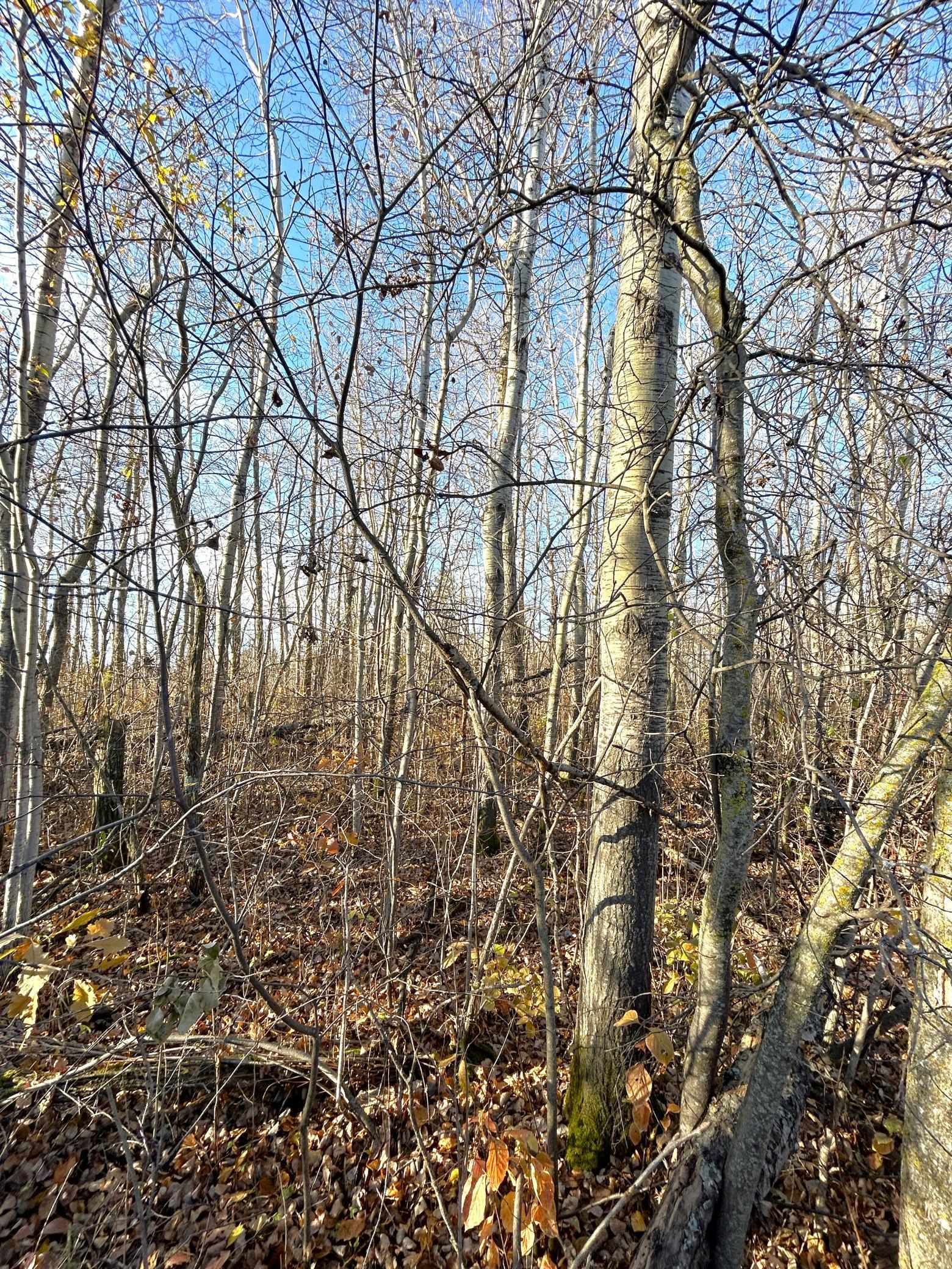 land for sale at 36615 County Road 13 in Warroad, MN (photo 9 of 14)