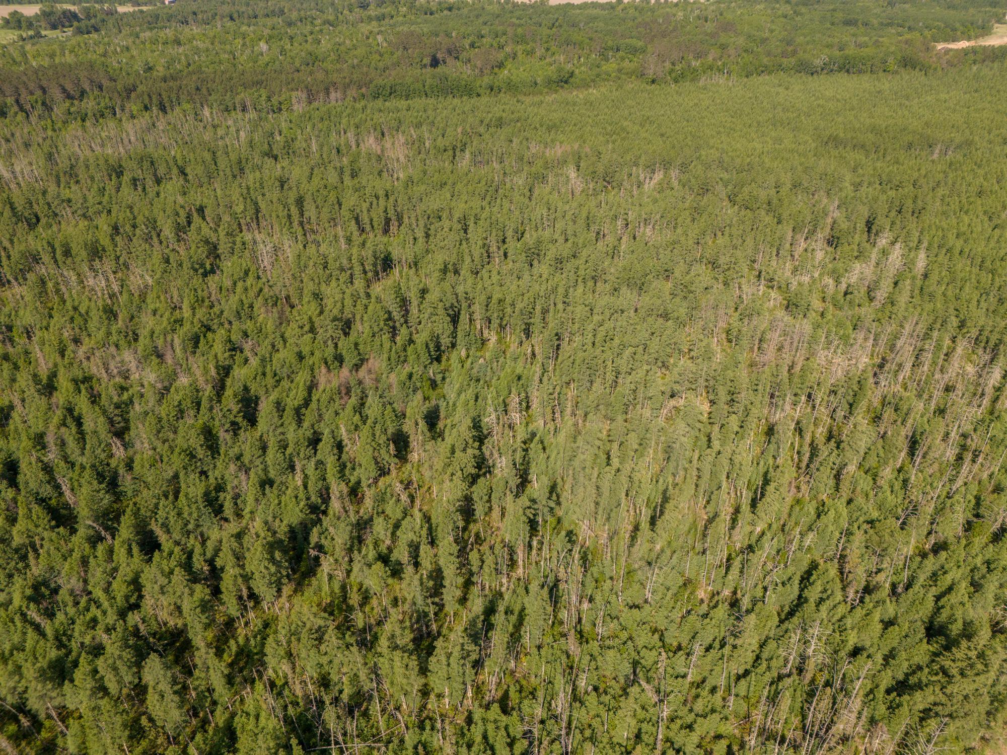 land for sale at TBD N Plantangenet Road SE in Bemidji, MN (photo 20 of 35)