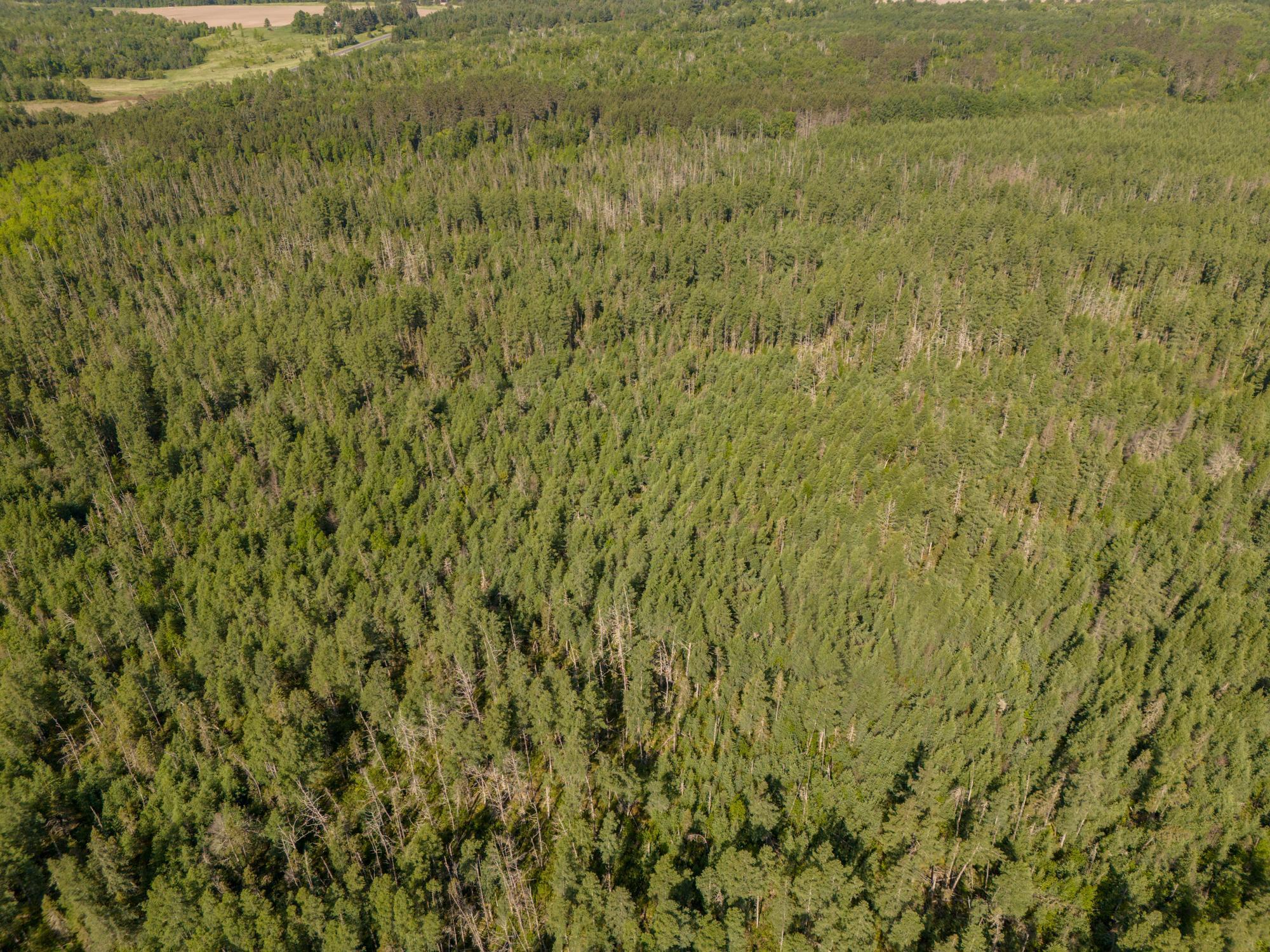 land for sale at TBD N Plantangenet Road SE in Bemidji, MN (photo 21 of 35)