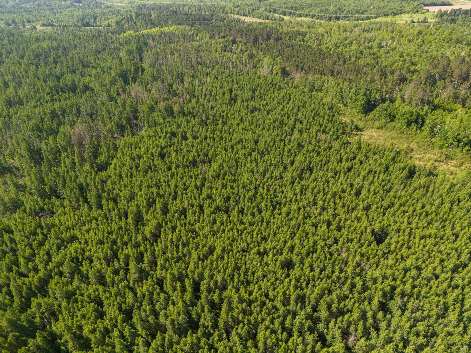 land for sale at TBD N Plantangenet Road SE in Bemidji, MN (photo 33 of 35)