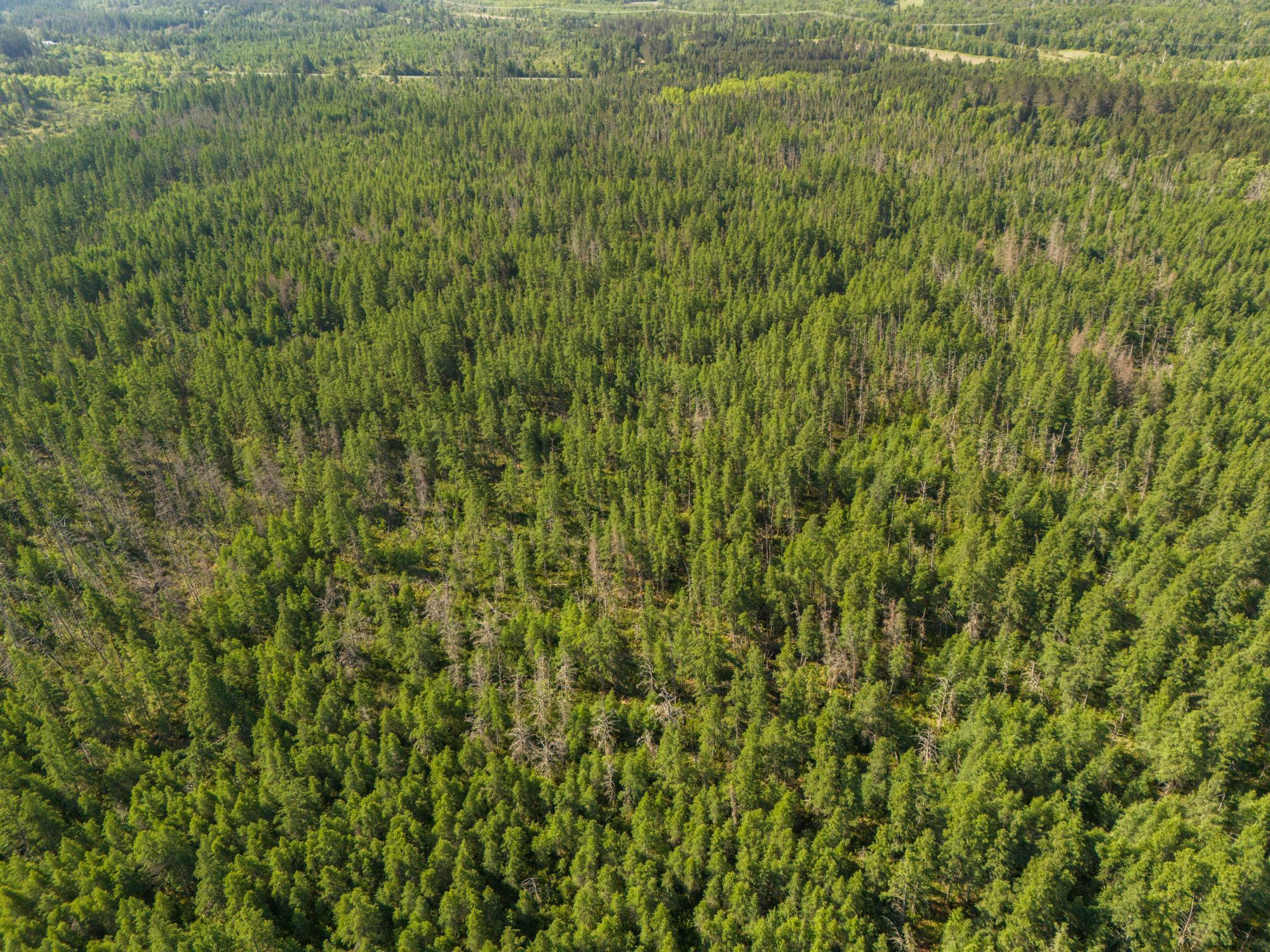 land for sale at TBD N Plantangenet Road SE in Bemidji, MN (photo 34 of 35)