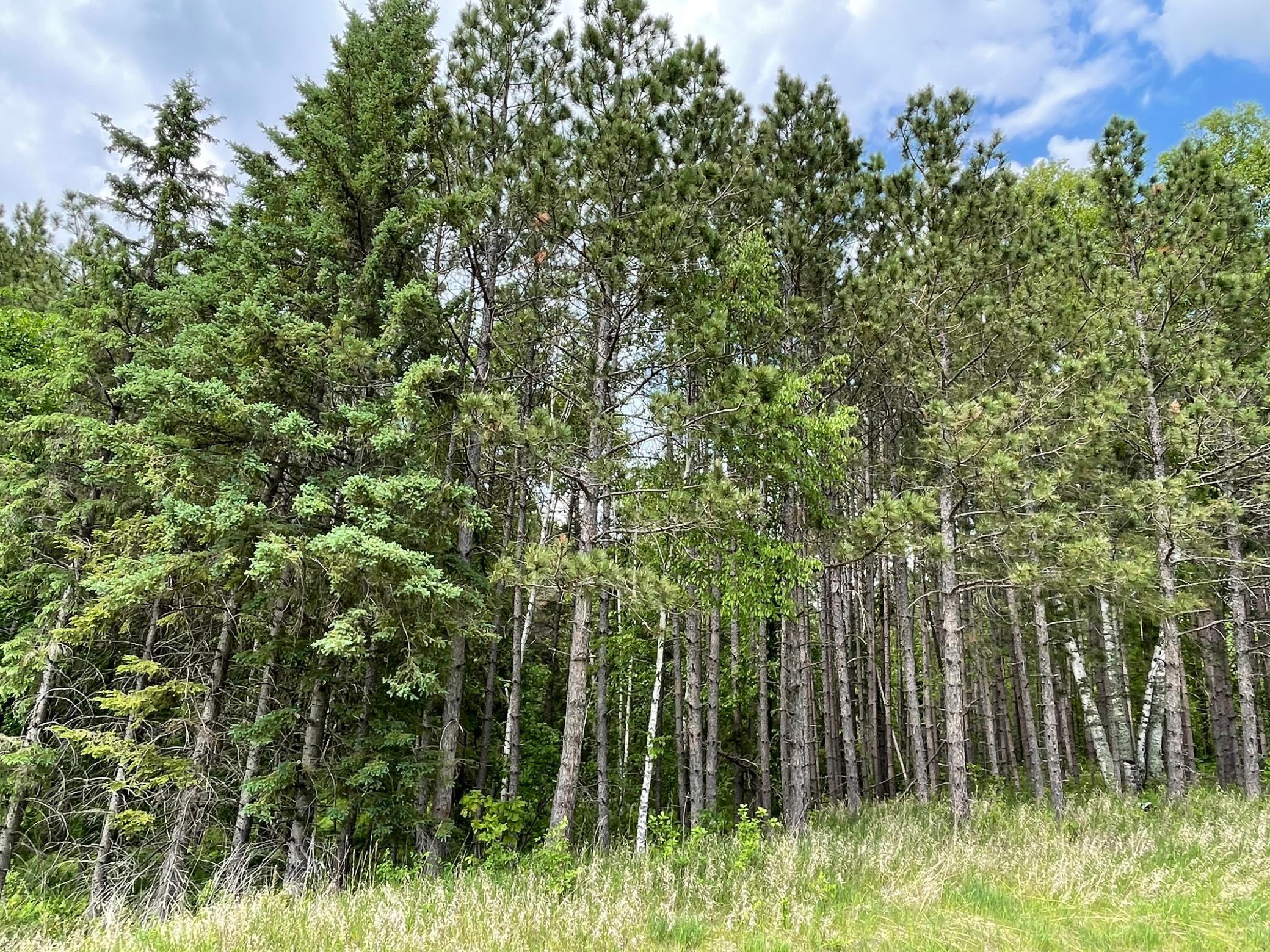 land for sale at TBD N Plantangenet Road SE in Bemidji, MN (photo 7 of 35)