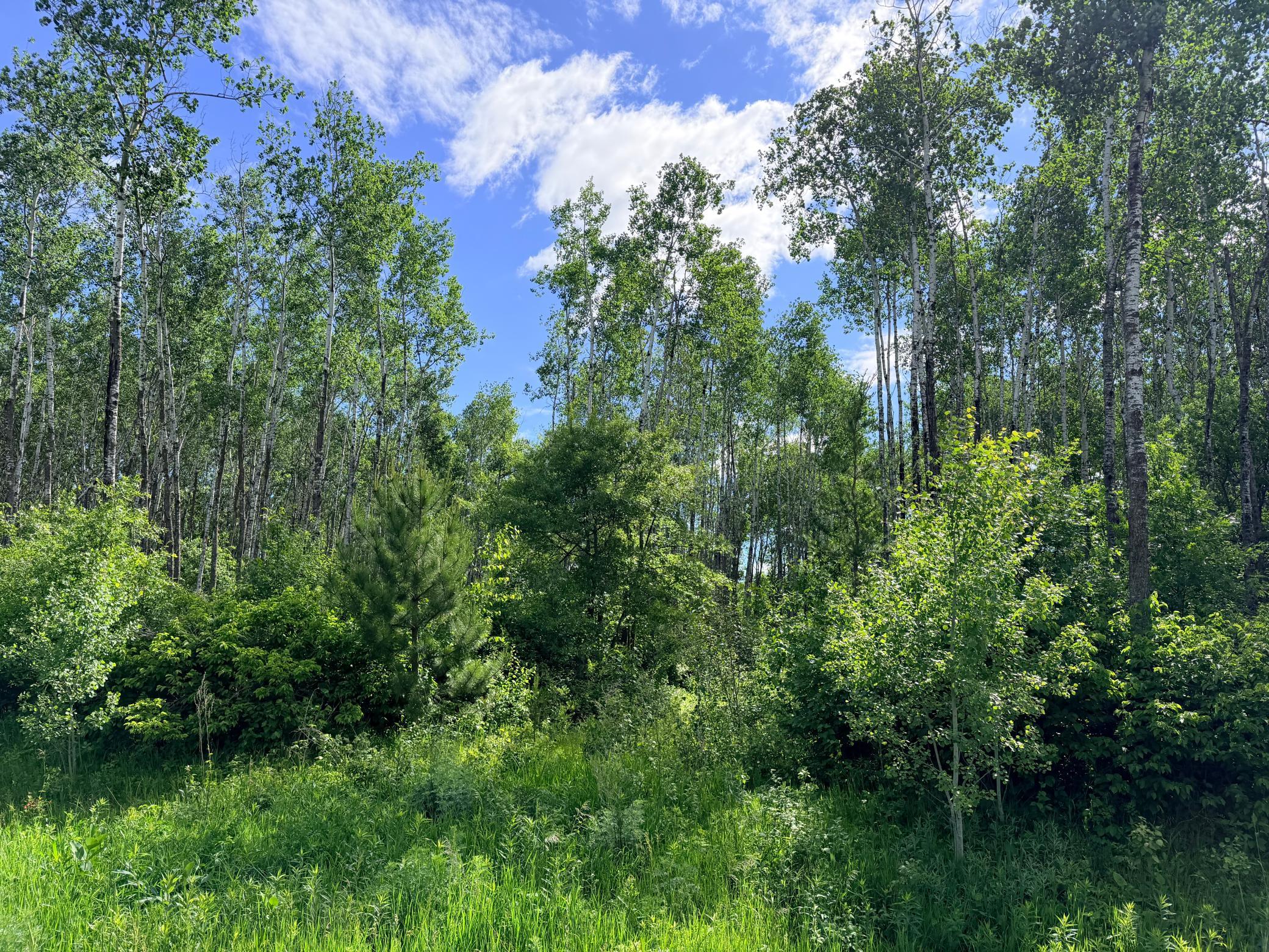 land for sale at TBD Brush Lake Lane in Park Rapids, MN (photo 11 of 13)