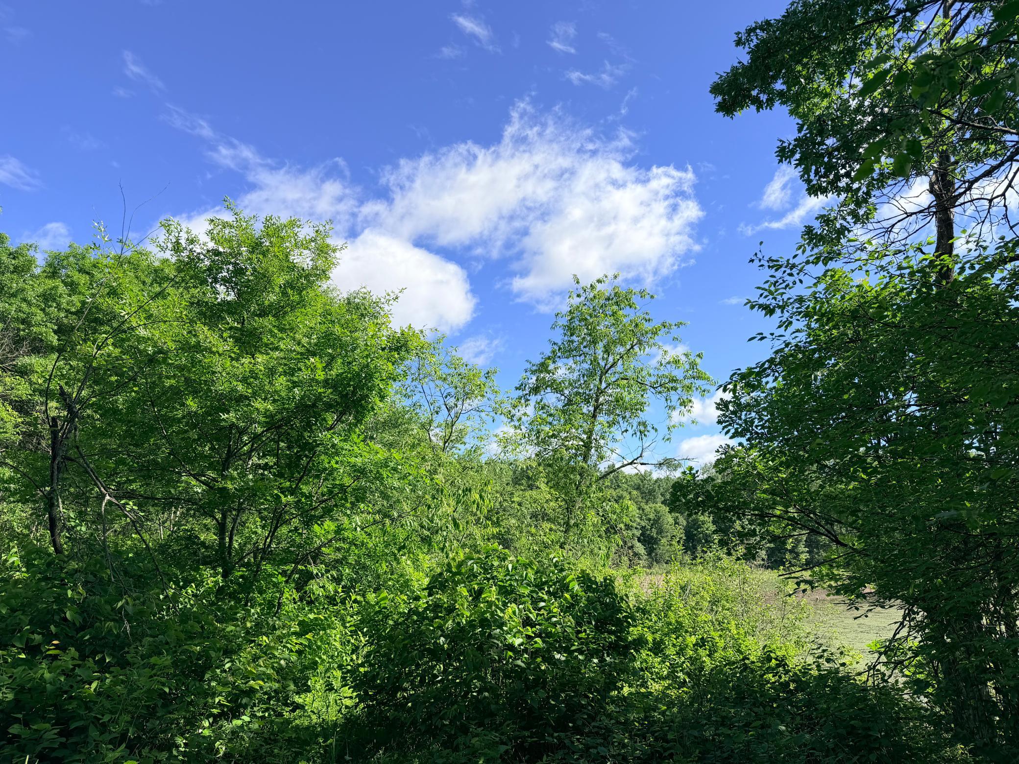 land for sale at TBD Brush Lake Lane in Park Rapids, MN (photo 12 of 13)