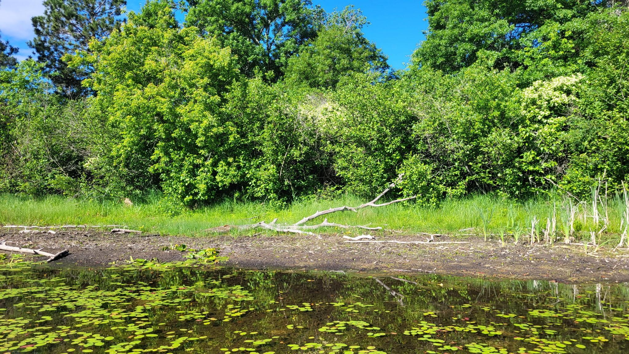 land for sale at TBD Brush Lake Lane in Park Rapids, MN (photo 5 of 13)