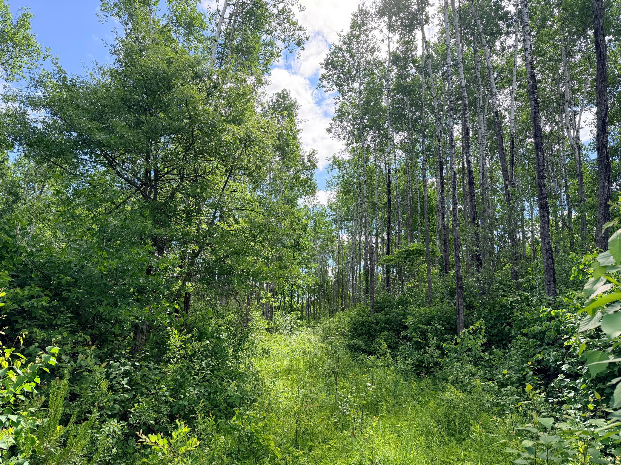 land for sale at TBD Brush Lake Lane in Park Rapids, MN (photo 7 of 13)