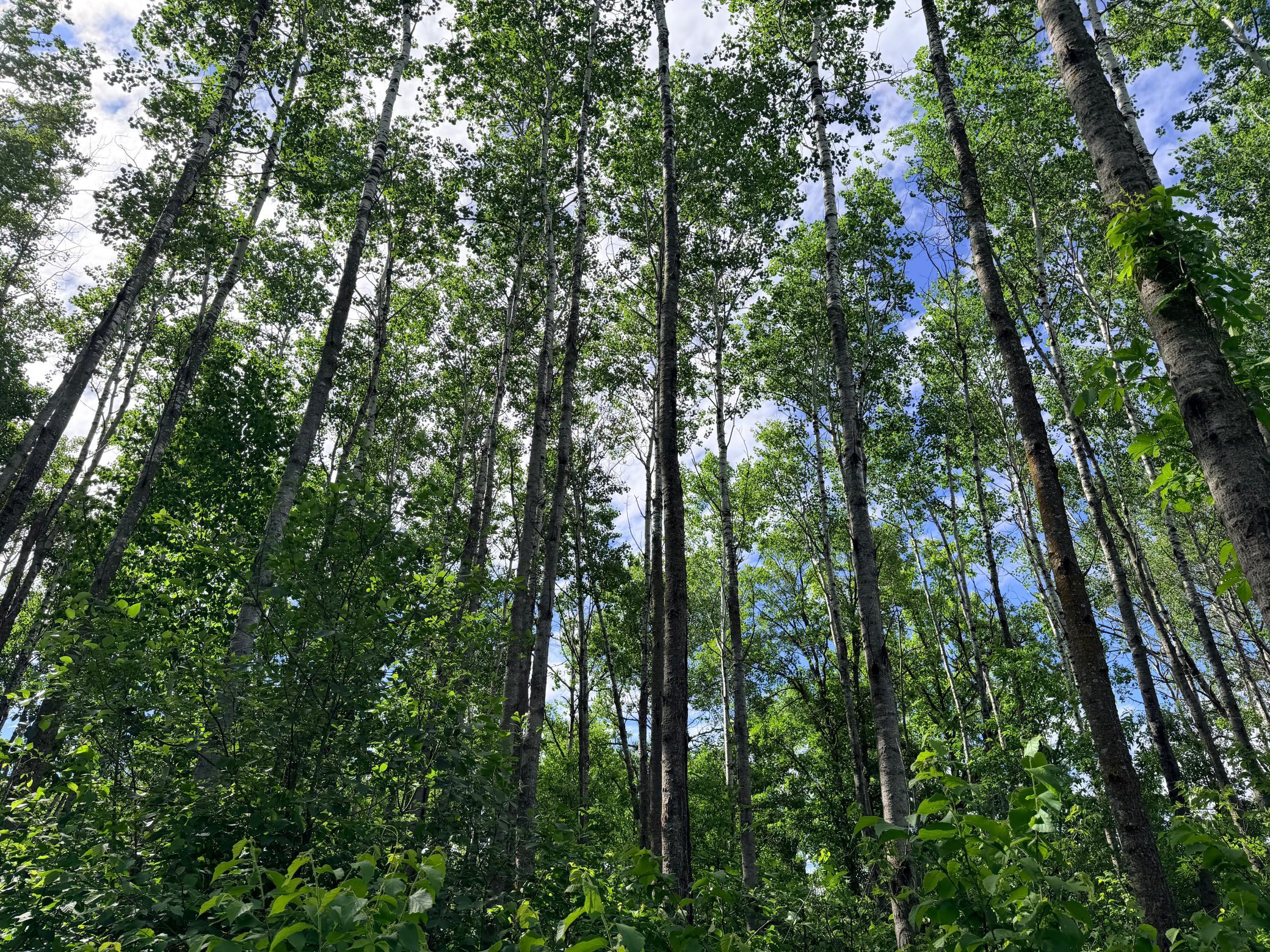 land for sale at TBD Brush Lake Lane in Park Rapids, MN (photo 8 of 13)