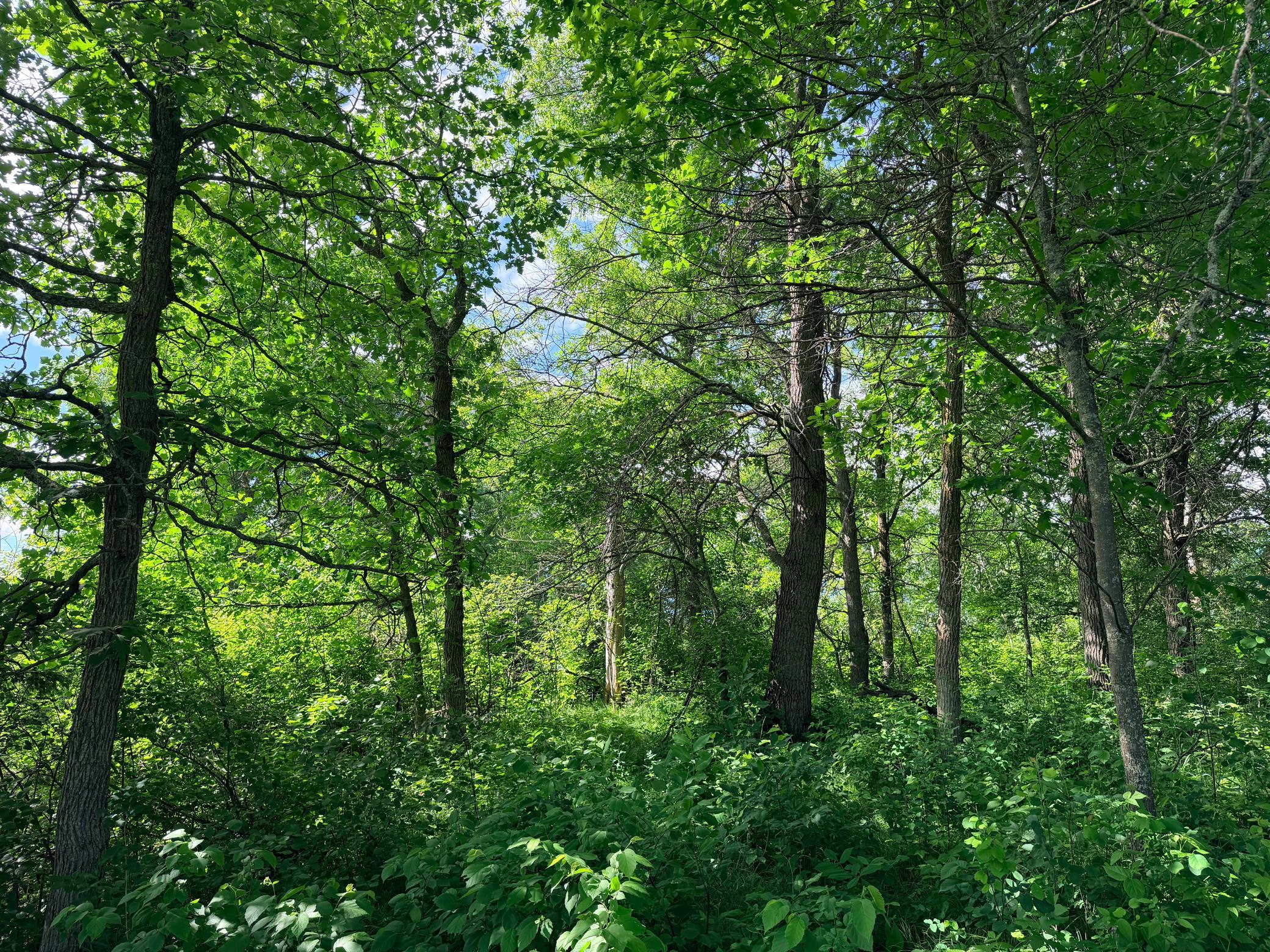 land for sale at TBD Brush Lake Lane in Park Rapids, MN (photo 9 of 13)