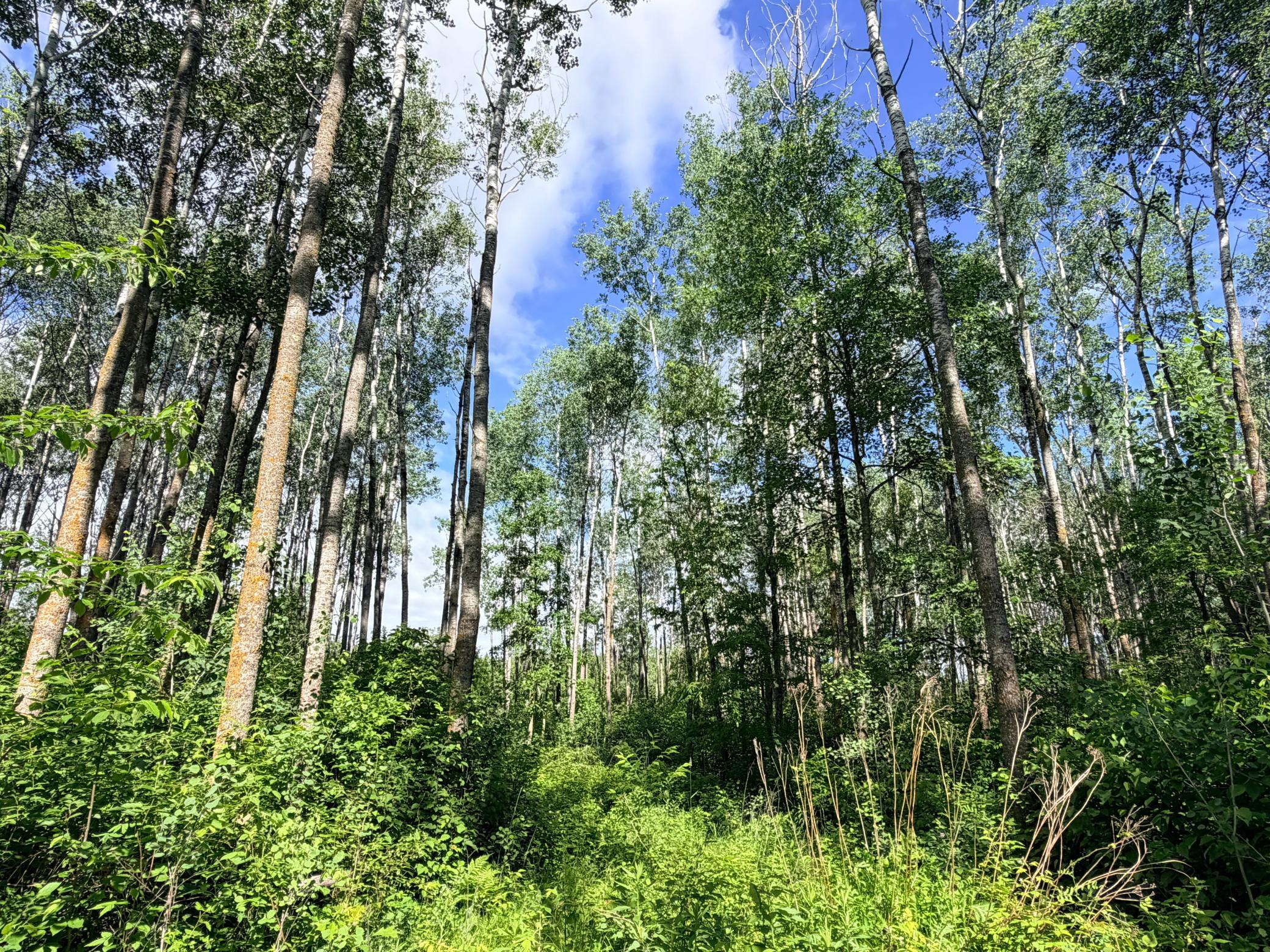 land for sale at TBD Brush Lake Lane in Park Rapids, MN (photo 10 of 13)
