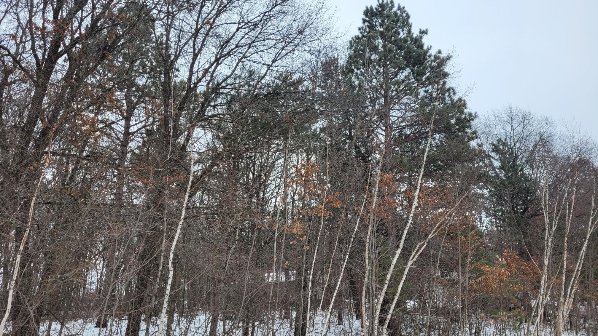 TBD* Snowshoe Trail, Staples MN 56479 - Photo 5 of 7